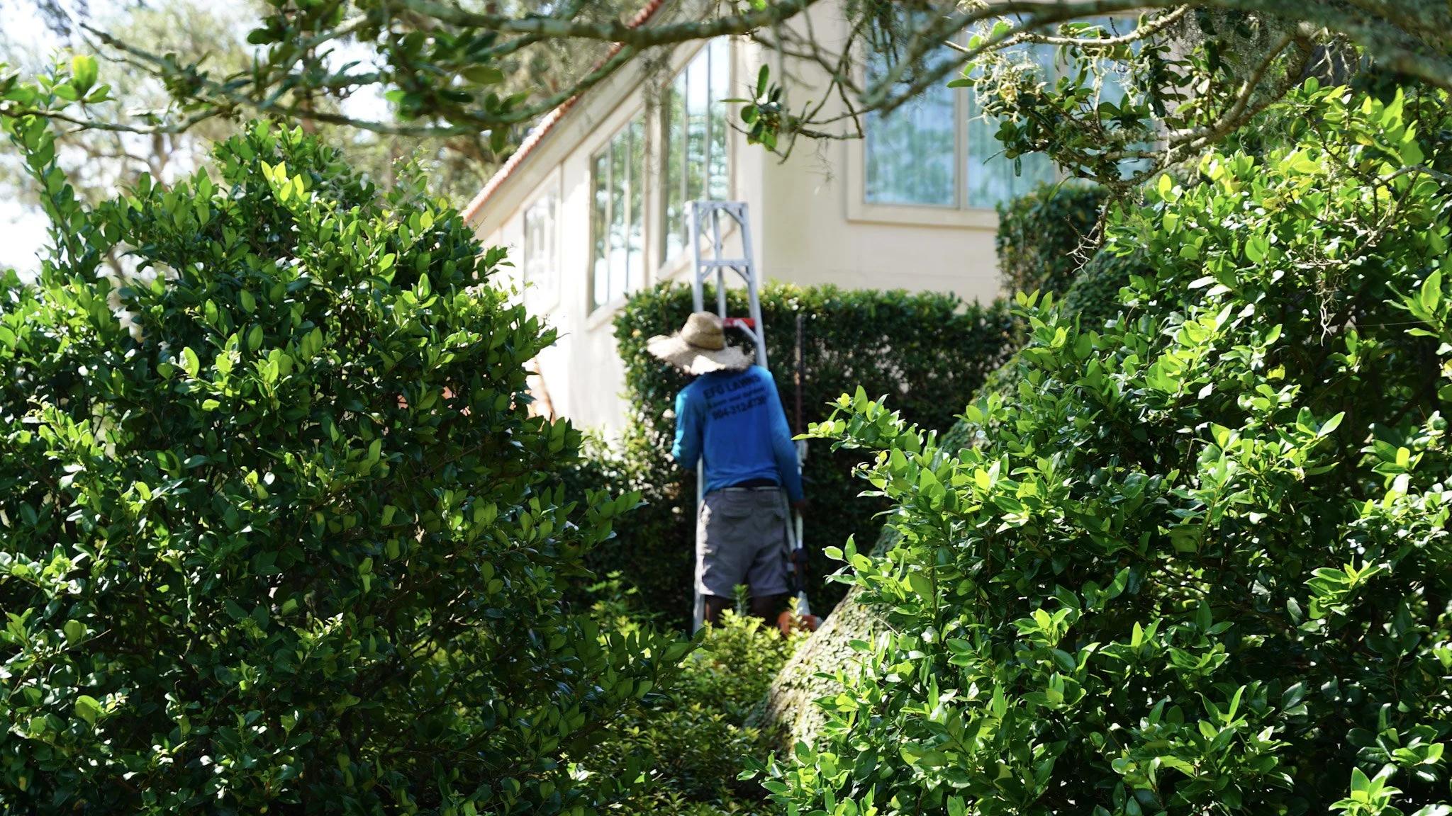 A worker with a straw hat trimming bushes outside a house, with a ladder nearby.