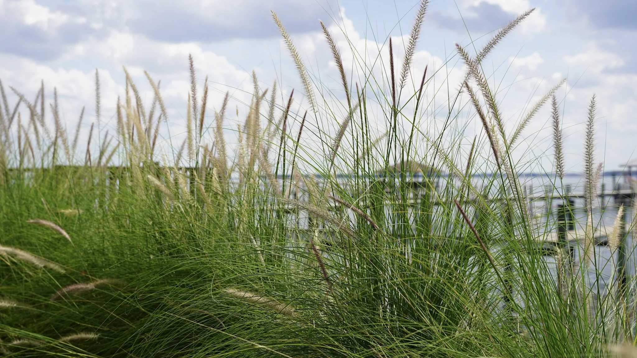 Tall green grass and reed plants near a waterfront, with boats and a cloudy sky in the background.