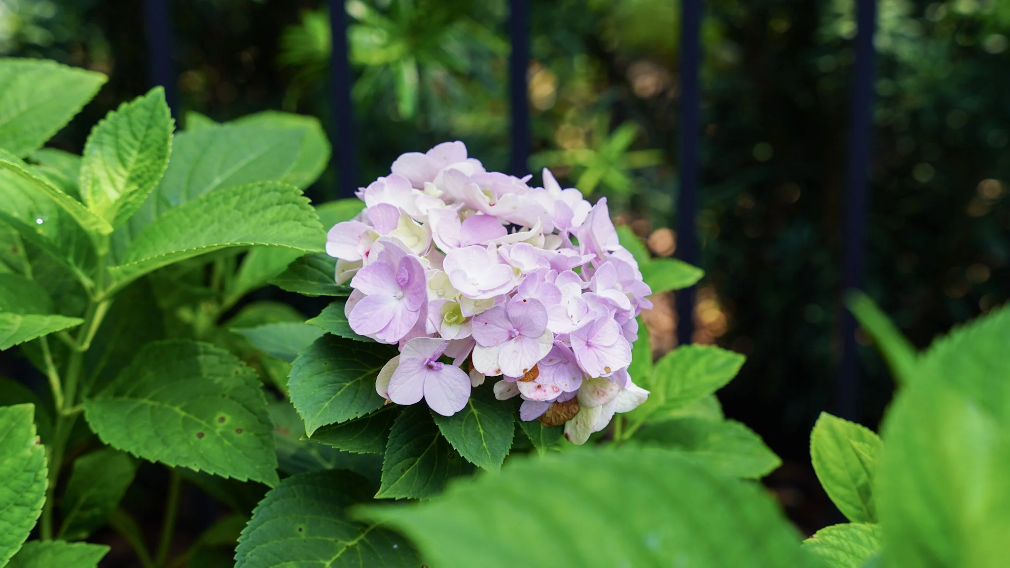 Pink and white hydrangea flowers in bloom surrounded by green leaves with a blurred dark background.