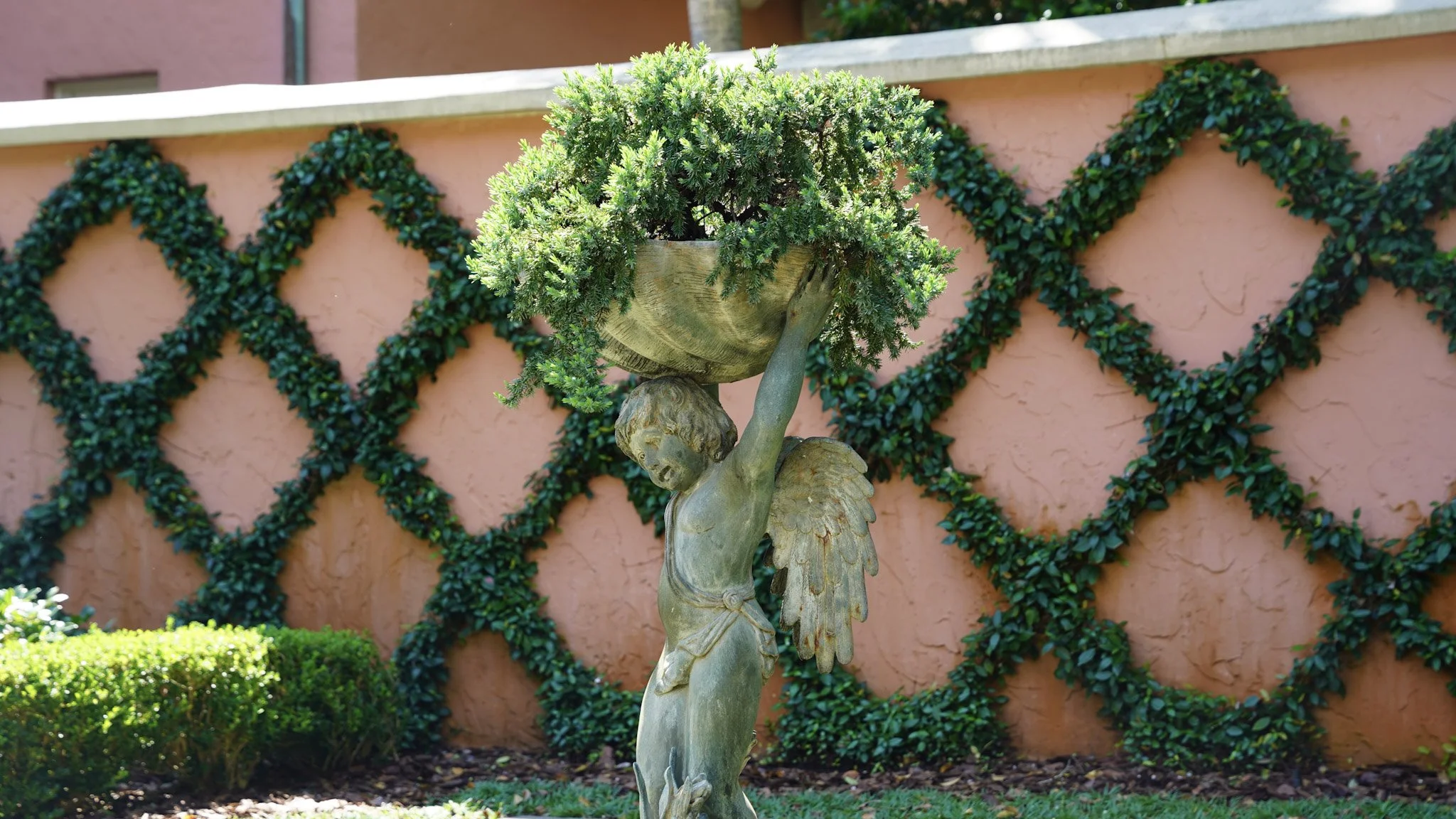 A garden statue of a young angel with wings, holding up a large bowl filled with a small, dense evergreen shrub, set against a pink stucco wall decorated with green trellis.