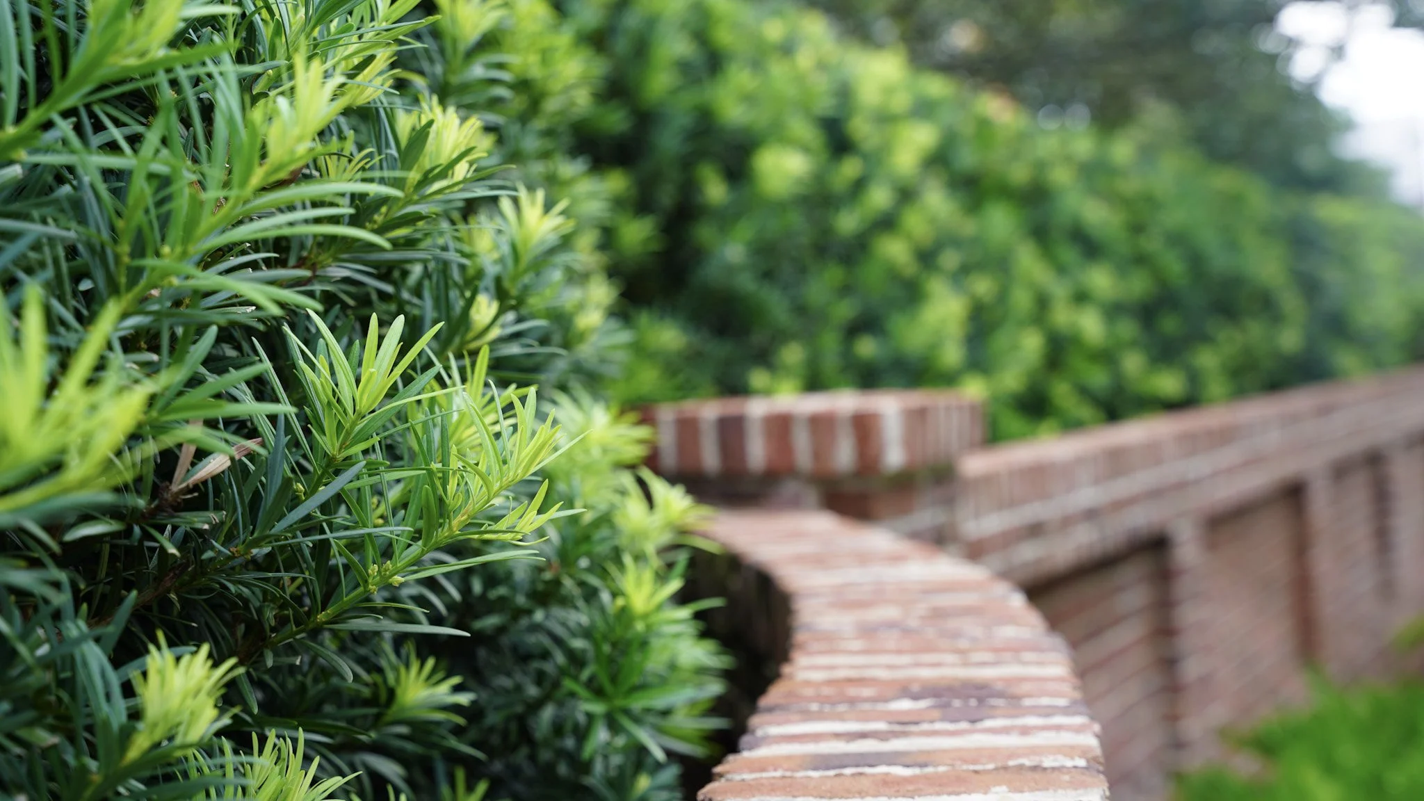 Close-up of green plants next to a brick wall with a lush, green background.