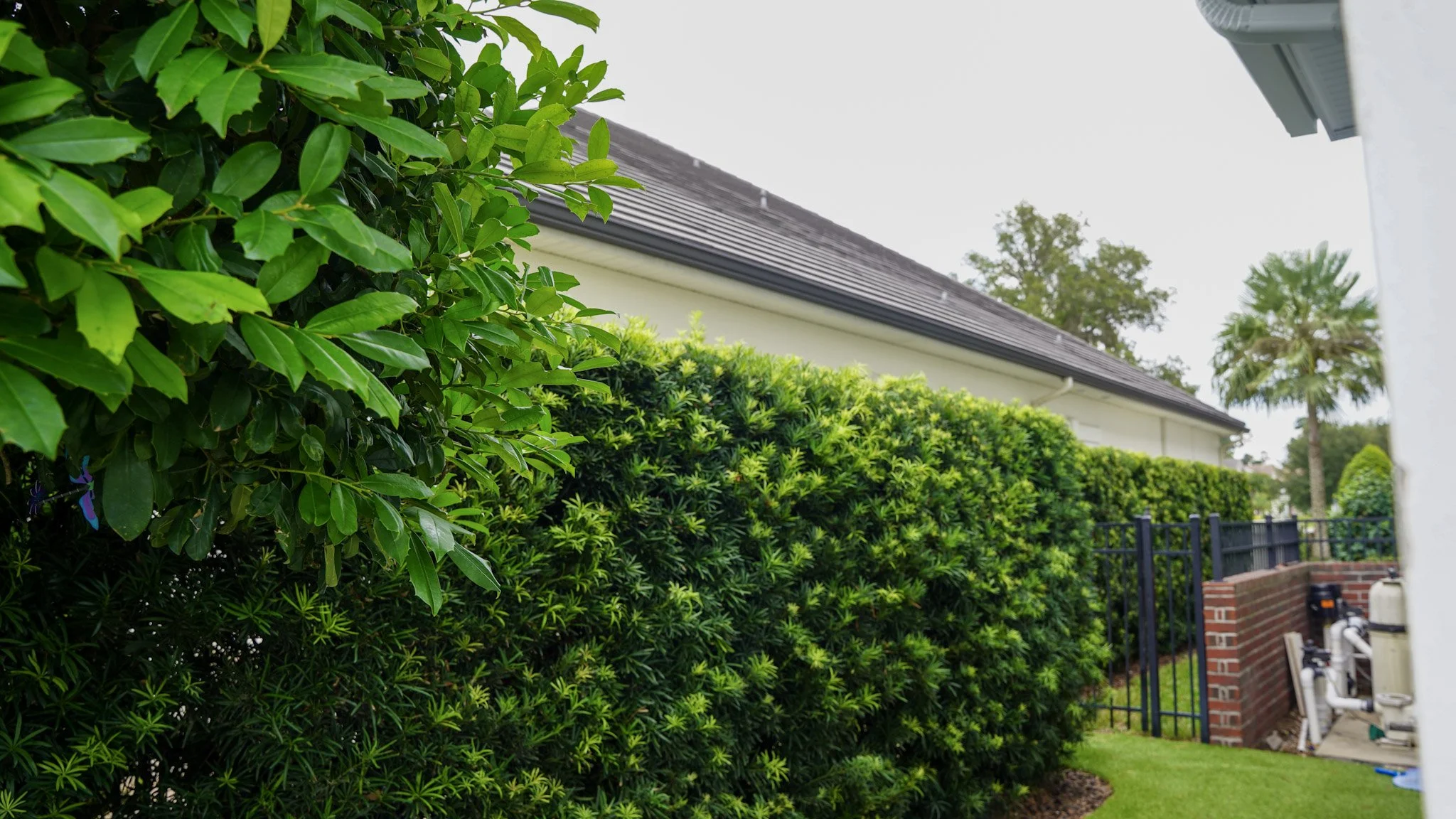 Lush green bushes line the side of a house, which has a gray roof and white walls. A brick wall and black metal fence separate the yard, with palm trees and a partly cloudy sky in the background.