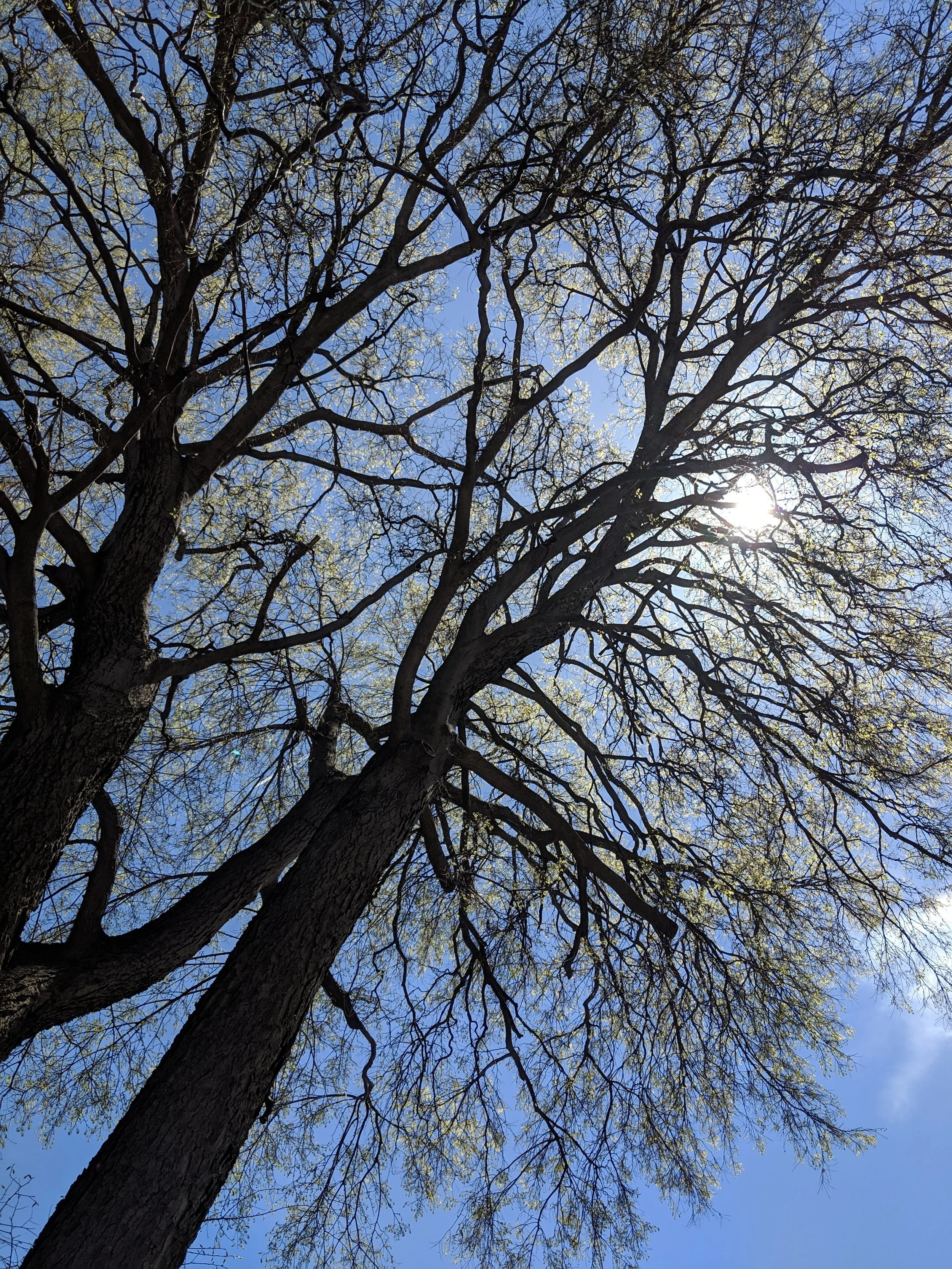 A Dive into the Archive: Elder Tree