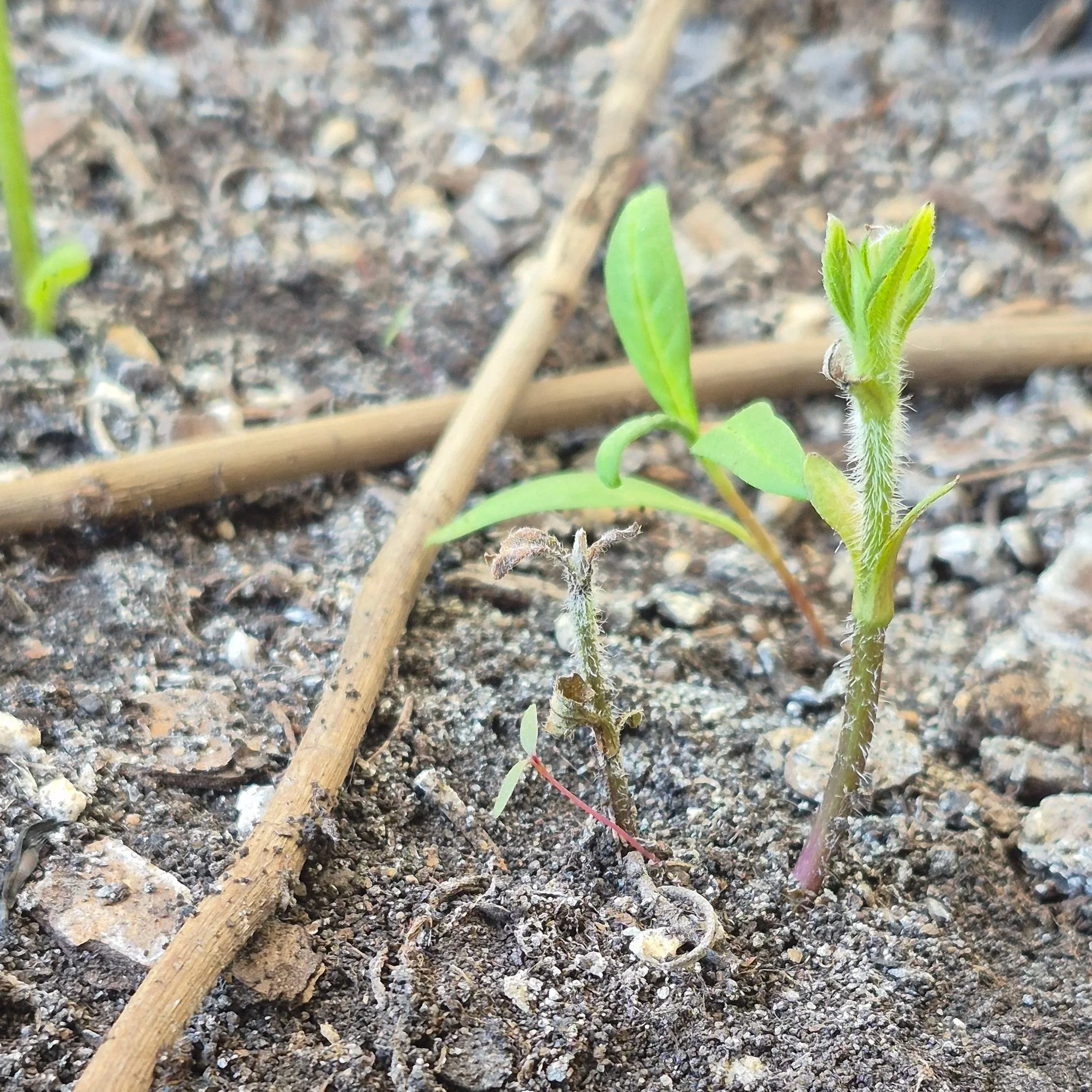 A Tale of Two Sunchokes
