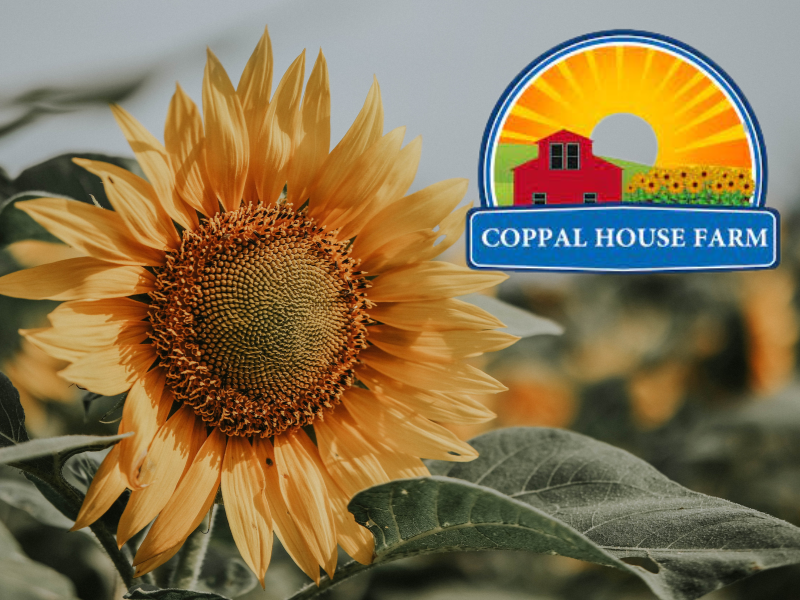 Coppal House Farm Sunflower Festival