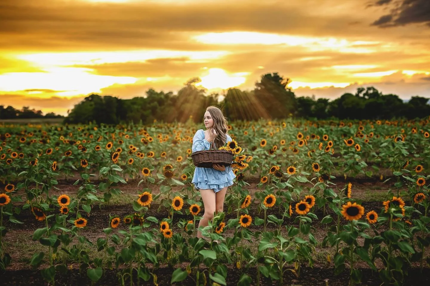 Already dreaming of summer nights at the sunflower fields 😍🌻 If you want in on these magical mini sessions DM me or contact me through the website! I&rsquo;d love to create something beautiful for your family!
#sunflower @burnsidefarms  #nokesville
