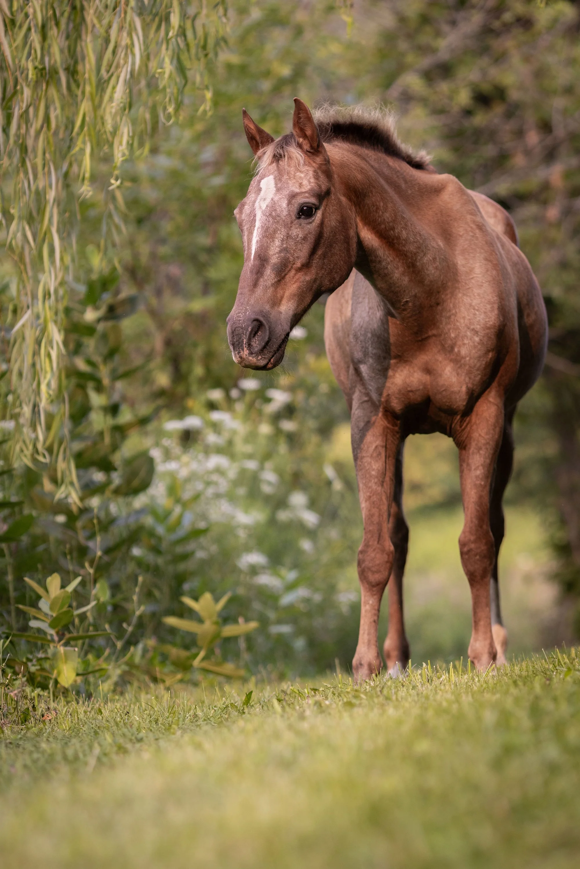 A chestnut pony standing on green grass with trees and foliage in the background.