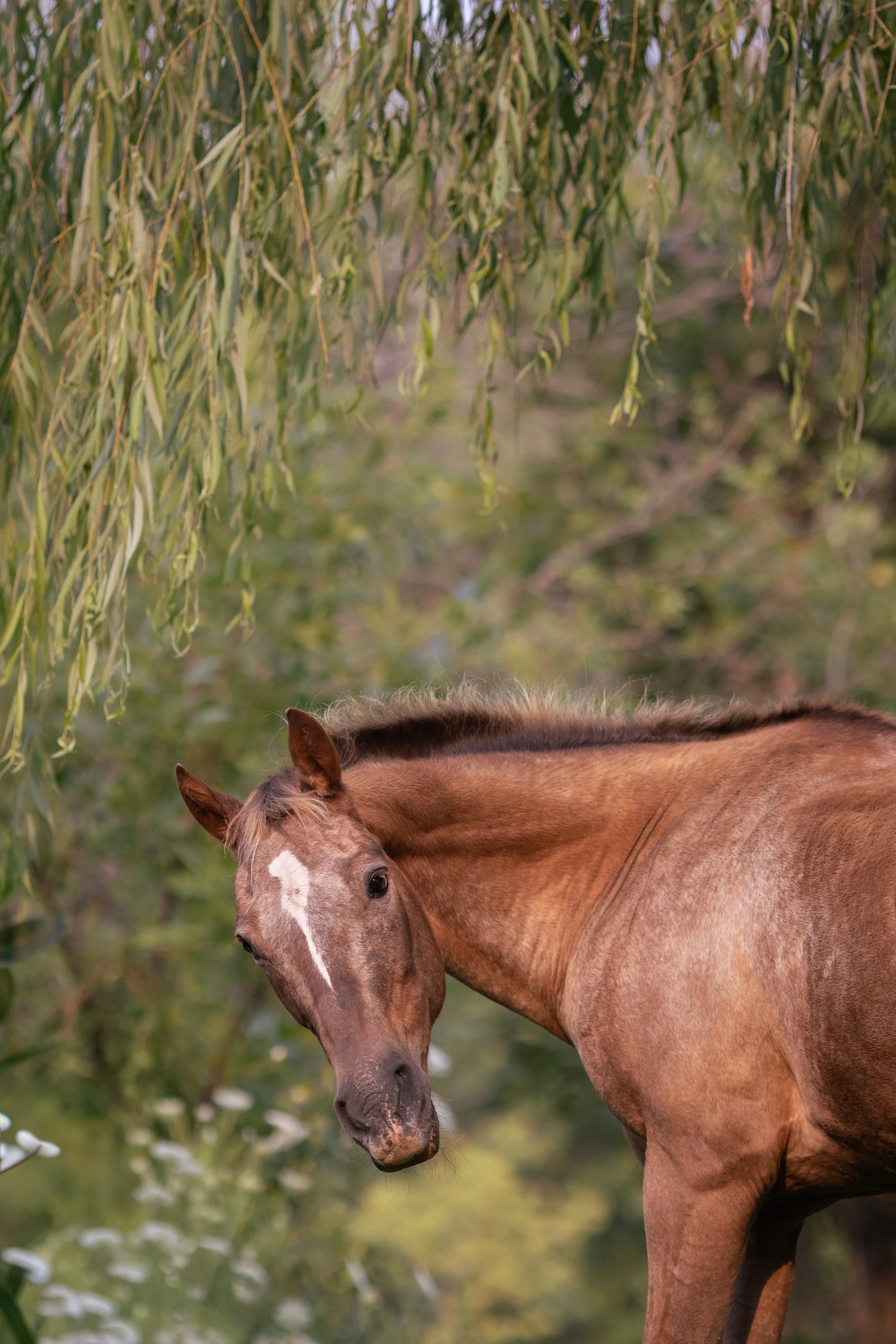 A chestnut pony with a white star-shaped marking on its forehead standing beside greenery and trees.