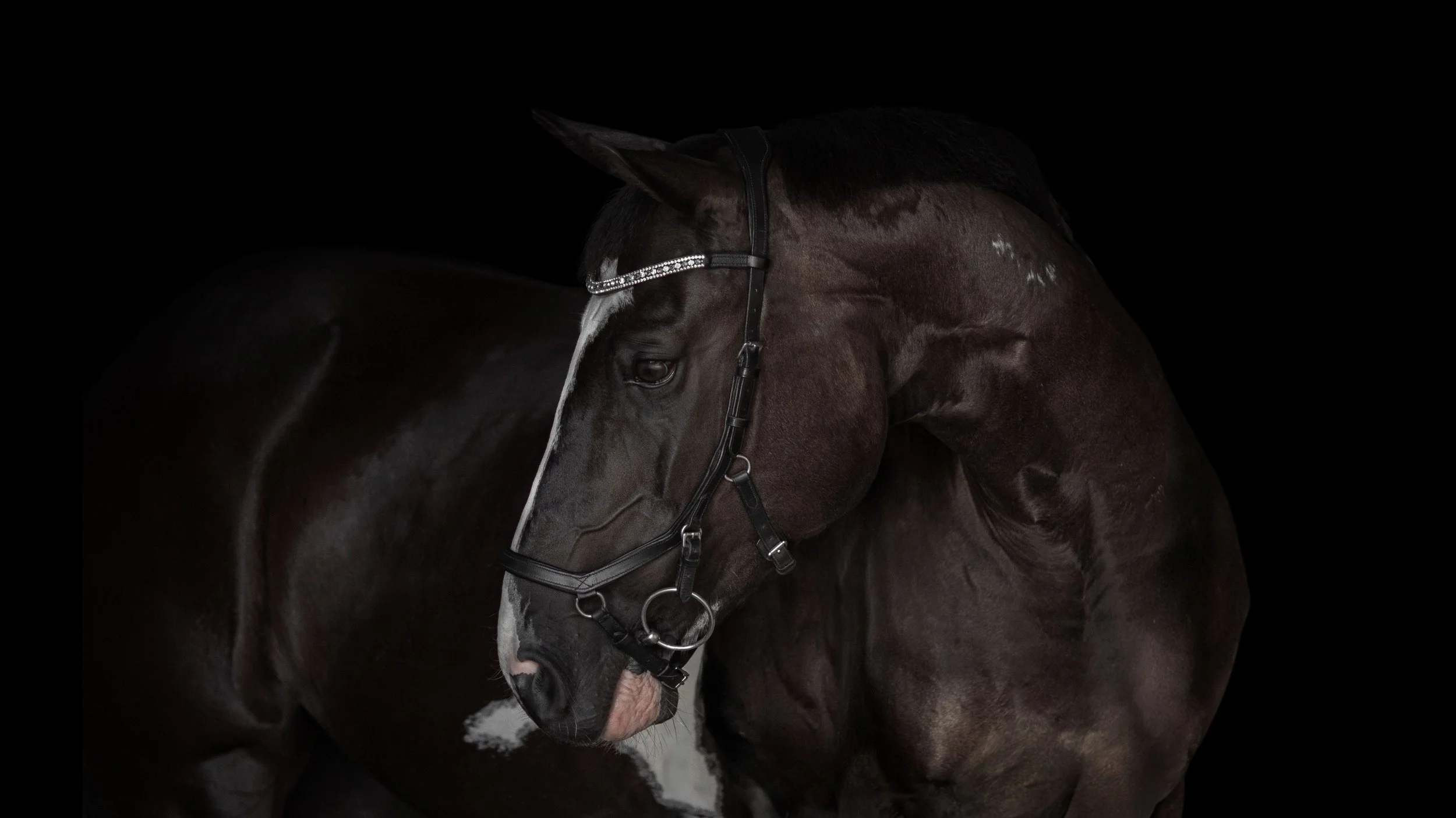 A close-up of a black and white horse with a white blaze on its face, wearing a black bridle, against a black background.