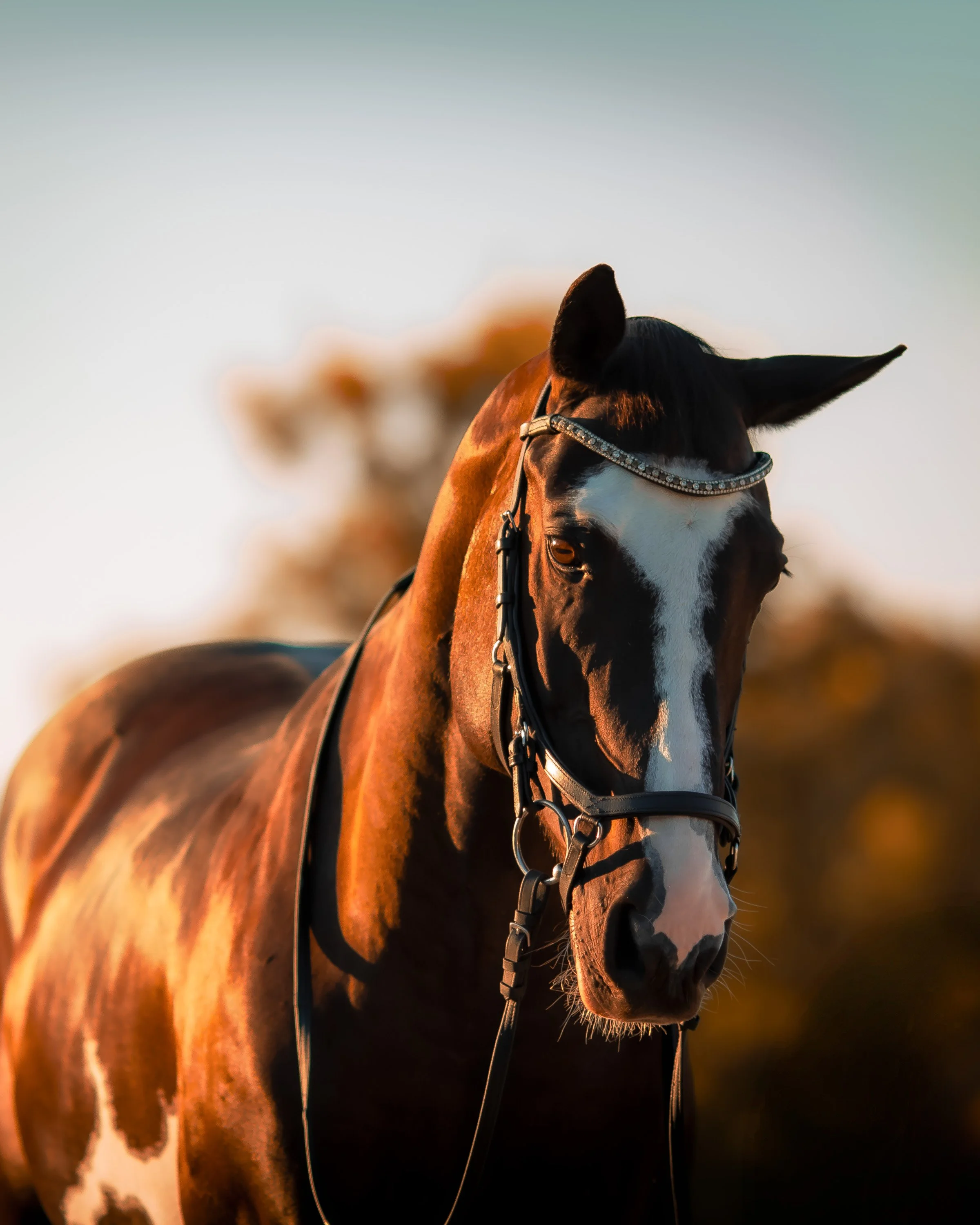 A black and white horse standing outdoors during sunset with a blurred background.