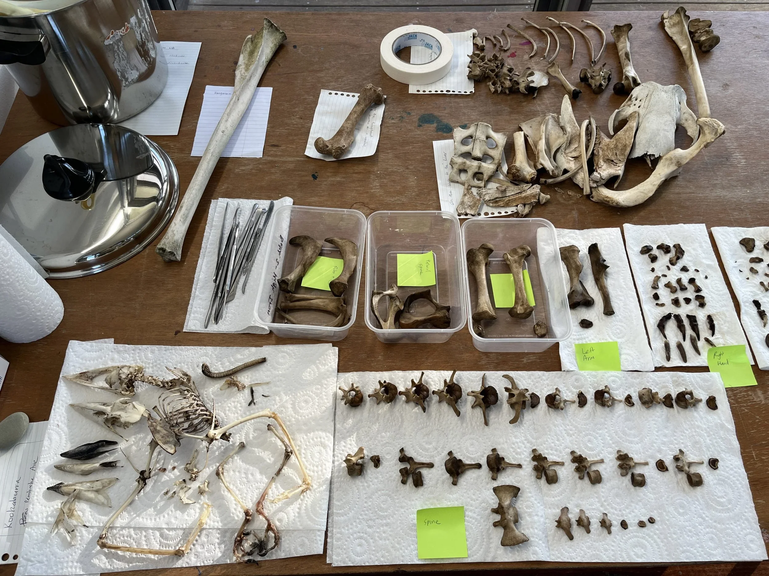 14_H-Pynor_Bundanon-Research-Residency_Photo-Helen-Pynor-scaled.webp