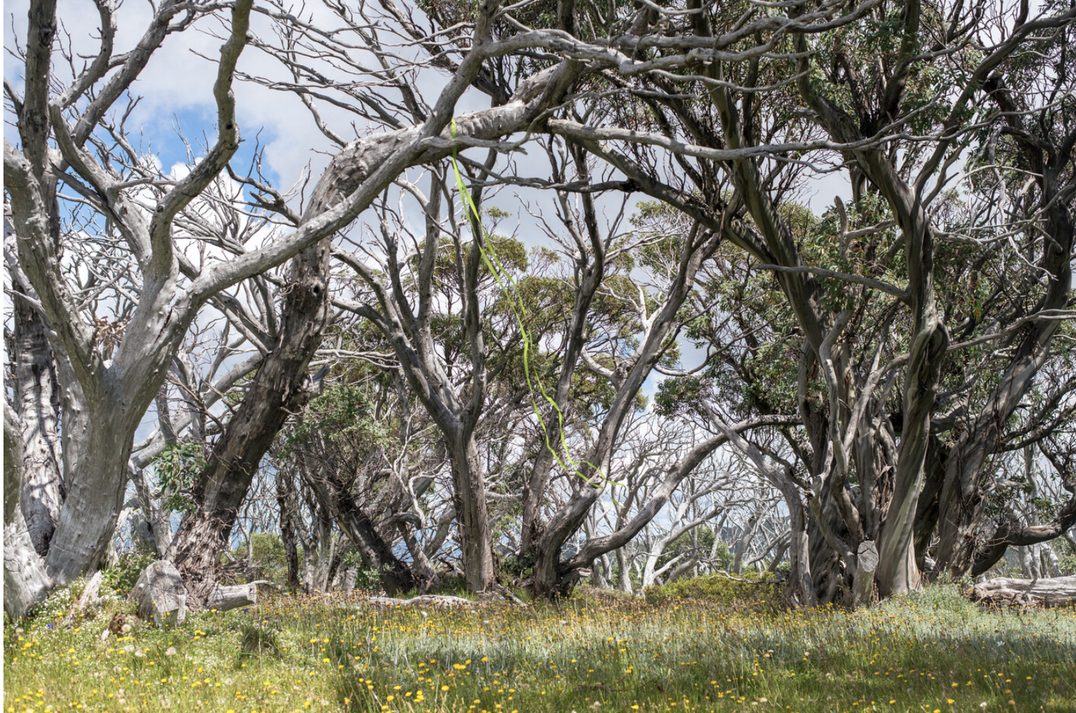 Andrew Tetzlaff, Sited experiments with string and marking tape during fieldwork on Bogong High Plains and Bogong Village, January 2018