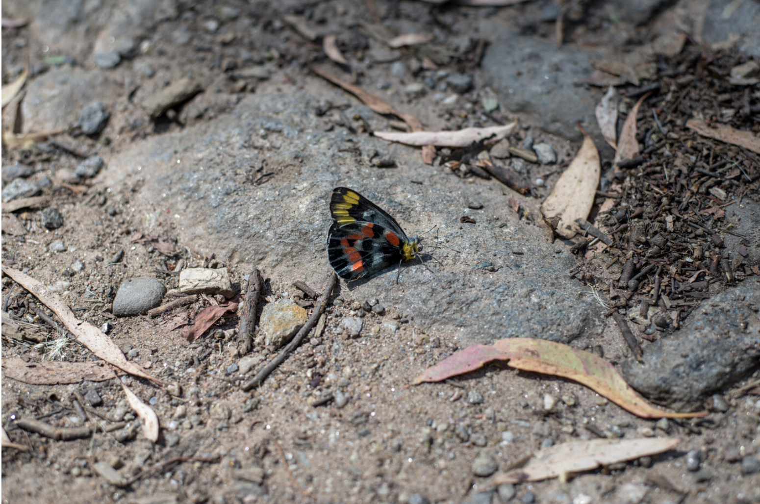 Andrew Tetzlaff Photographic investigations during fieldwork on Bogong High Plains and Bogong Village, January 2018