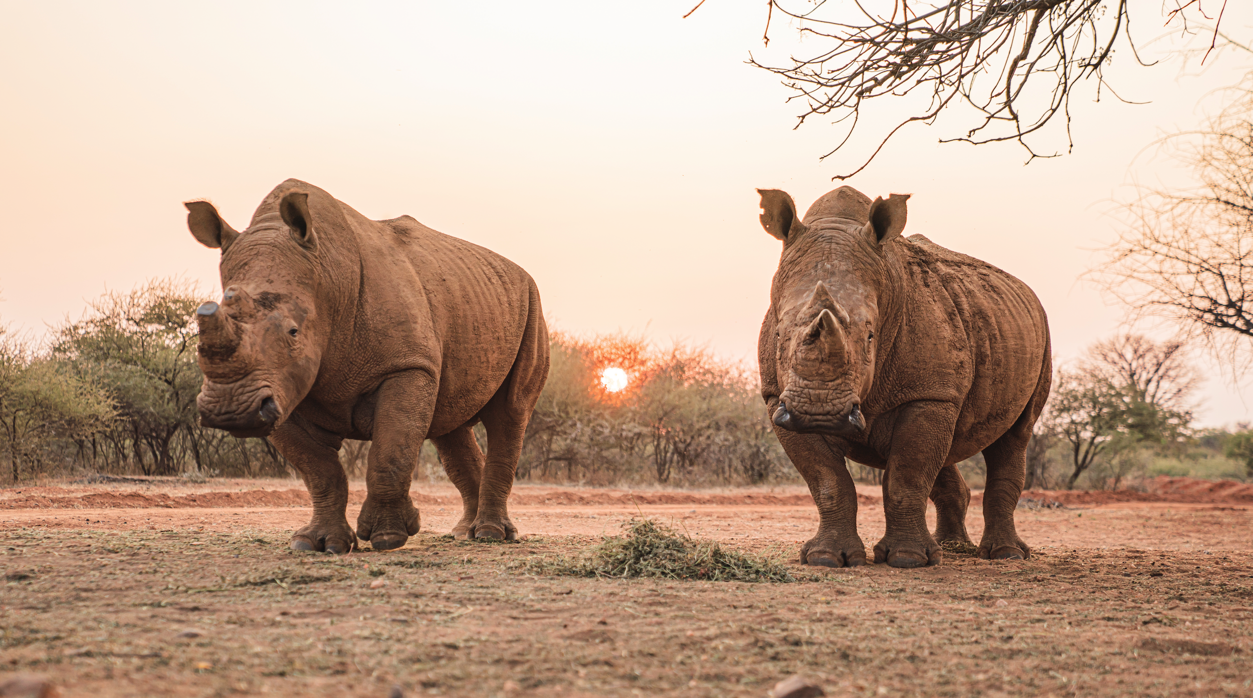 Two young rhinoceroses standing on dirt ground at sunset in a dry savanna landscape with sparse trees.
