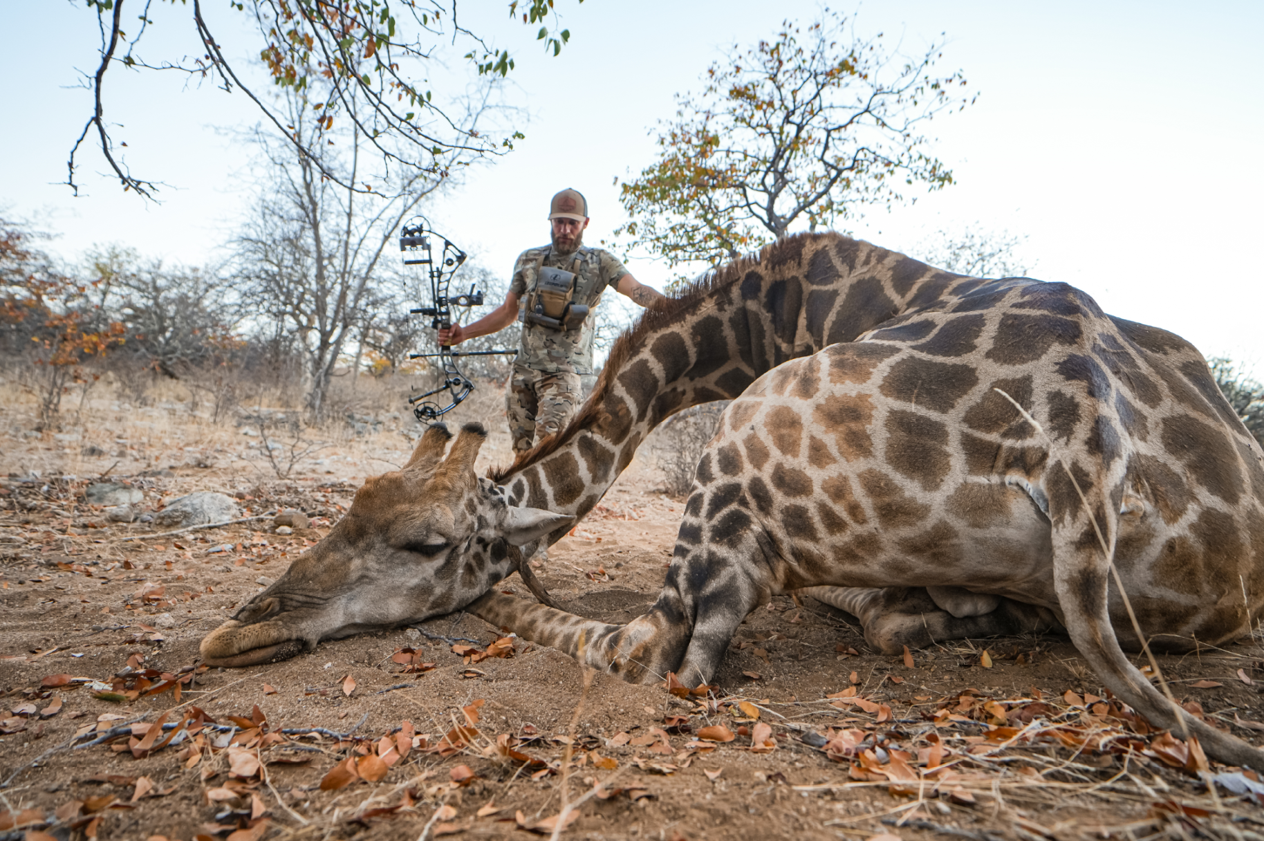 A hunter in camouflage gear stands in a dry, wooded area holding a compound bow. A deceased giraffe is lying on the ground nearby, its neck extended and head resting on the dirt, with fallen leaves scattered around.