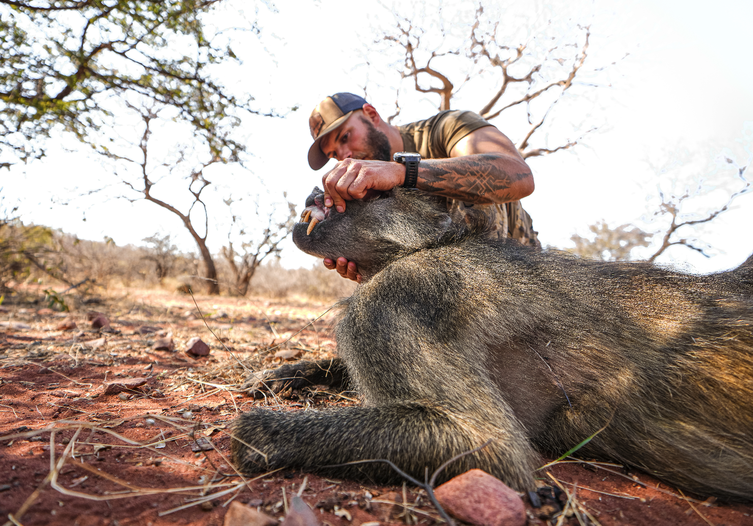 A man with tattoos in a camouflage shirt and a baseball cap checks the teeth of a large baboon lying on the ground in a dry, sparsely wooded area.