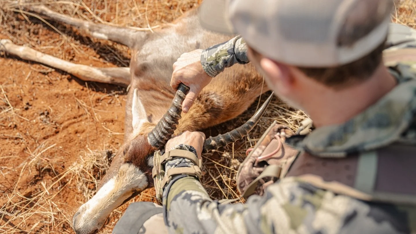 A great first species to target in africa. The common blesbok. They have many color variations and are very unique.