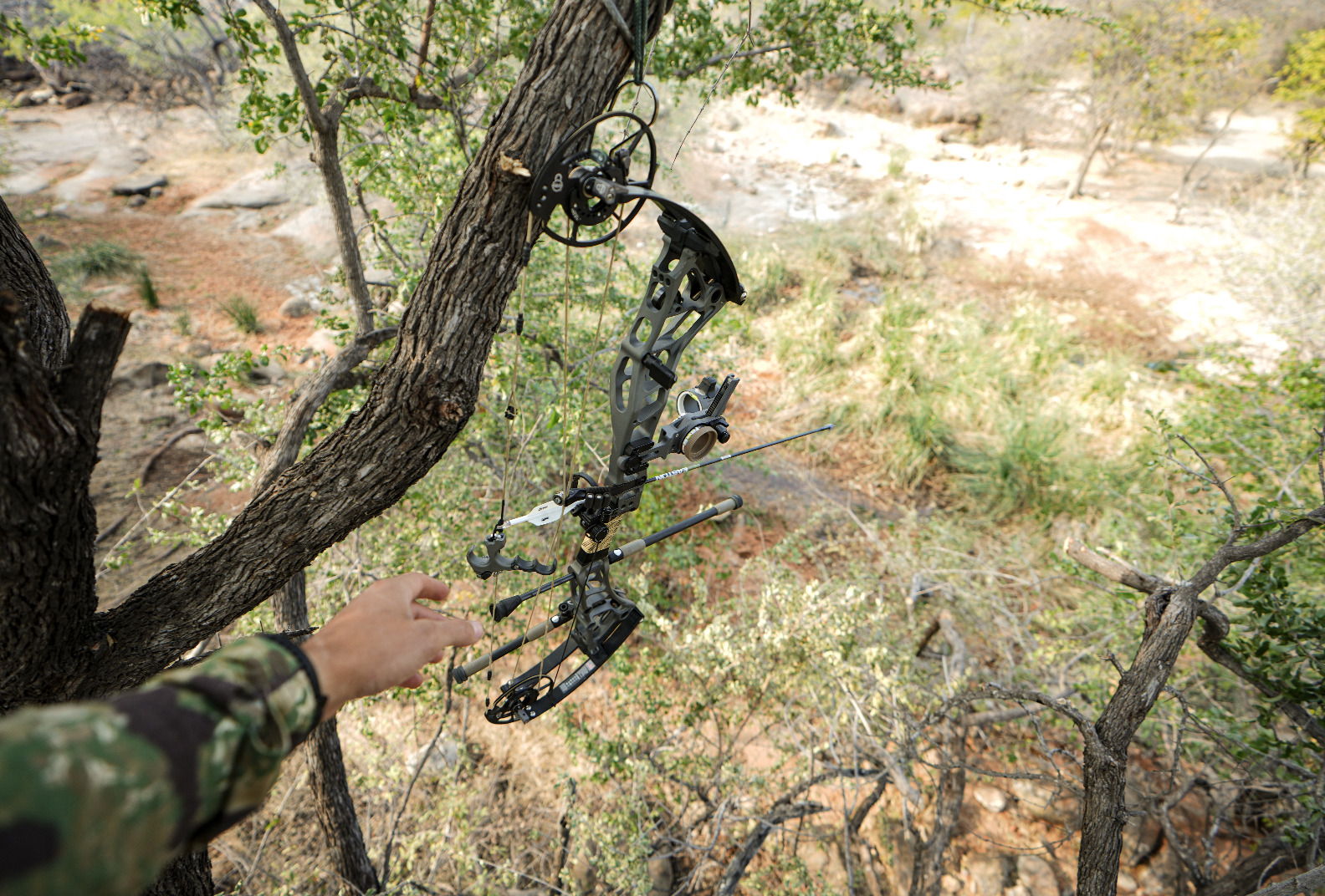A person wearing camouflage clothing reaches out to a compound bow mounted on a tree in a wooded outdoor area.