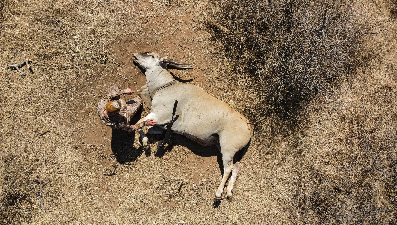 A person lying next to a dead antelope carcass on the ground in a dry, grassy landscape.