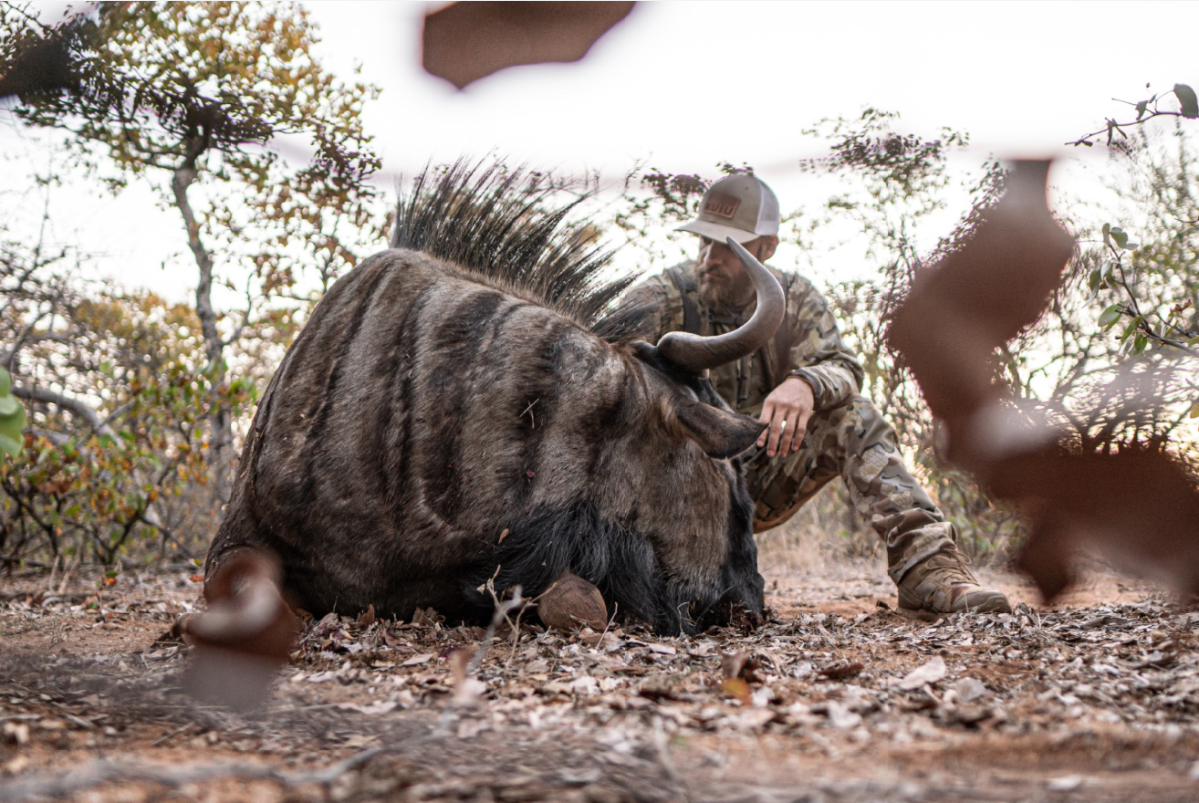 A man in camouflage clothing and a cap kneels next to a large, fallen wildebeest in a natural outdoor setting with trees and dry leaves.