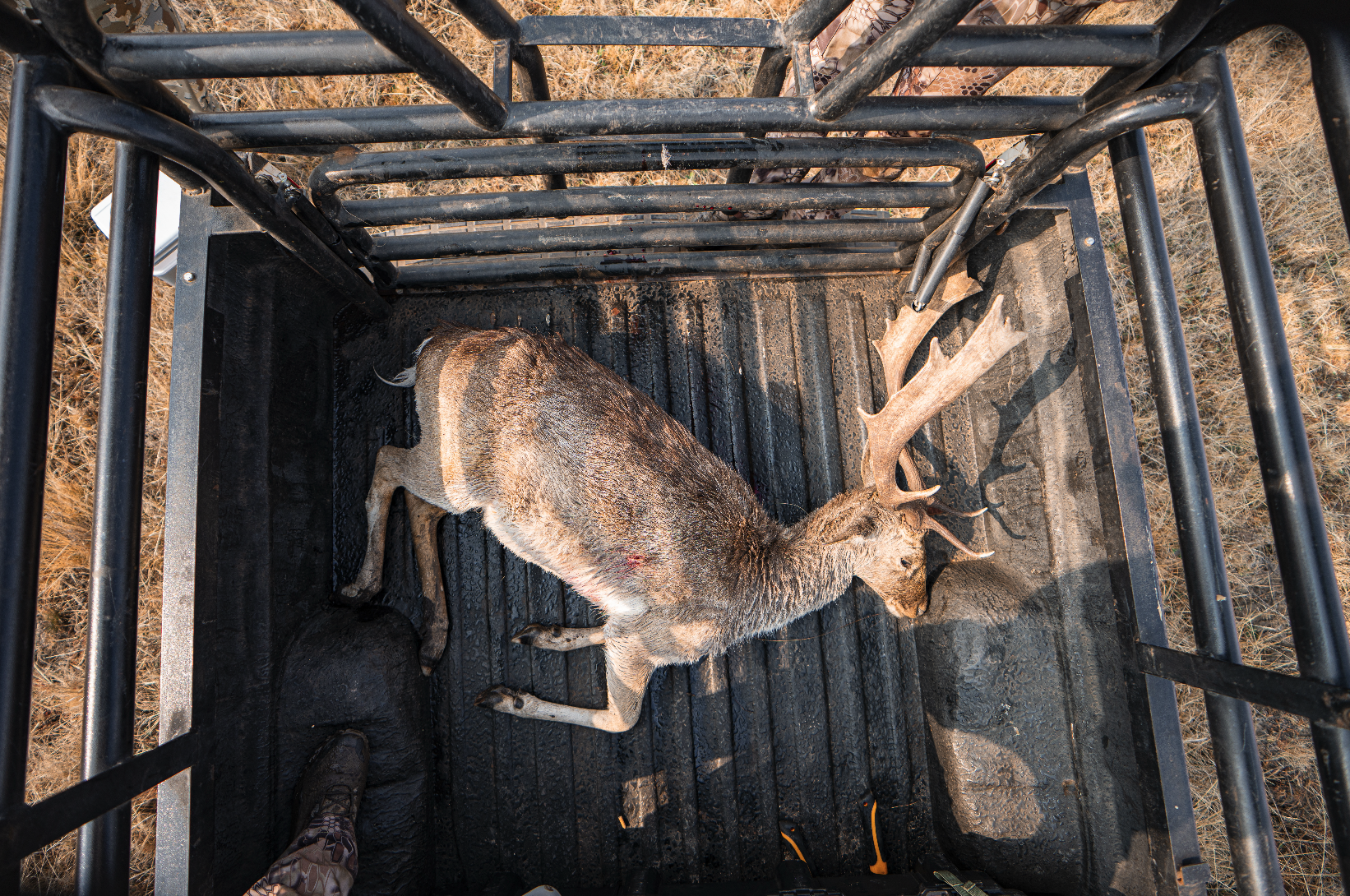 A dead deer with large antlers lying on a black metal hunting stand floor, seen from above, with brown grass surrounding the stand.