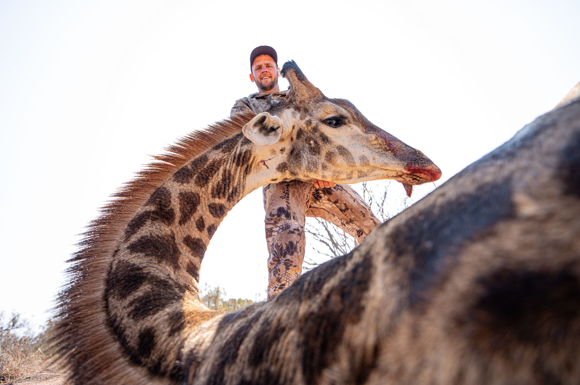 A man on a giraffe's neck, seen from below, with the giraffe's head close to the camera and its tongue sticking out.