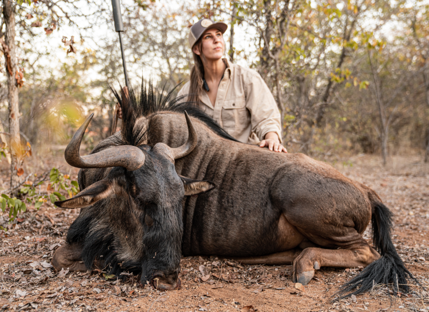 A woman sitting on a large sleeping buffalo in a wooded area during daytime.