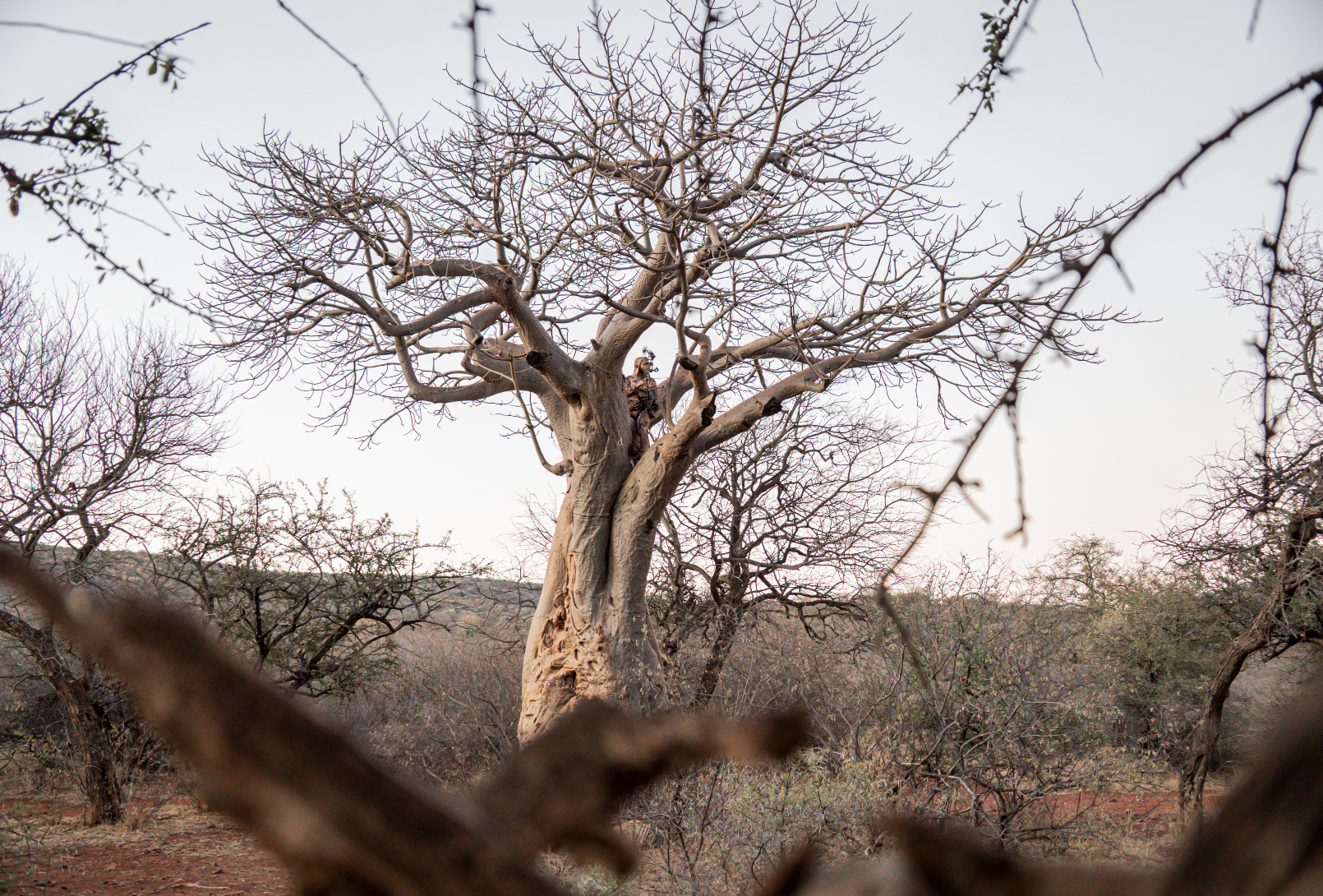 A large leafless tree with a person sitting in its branches, surrounded by a dry landscape with smaller leafless trees.