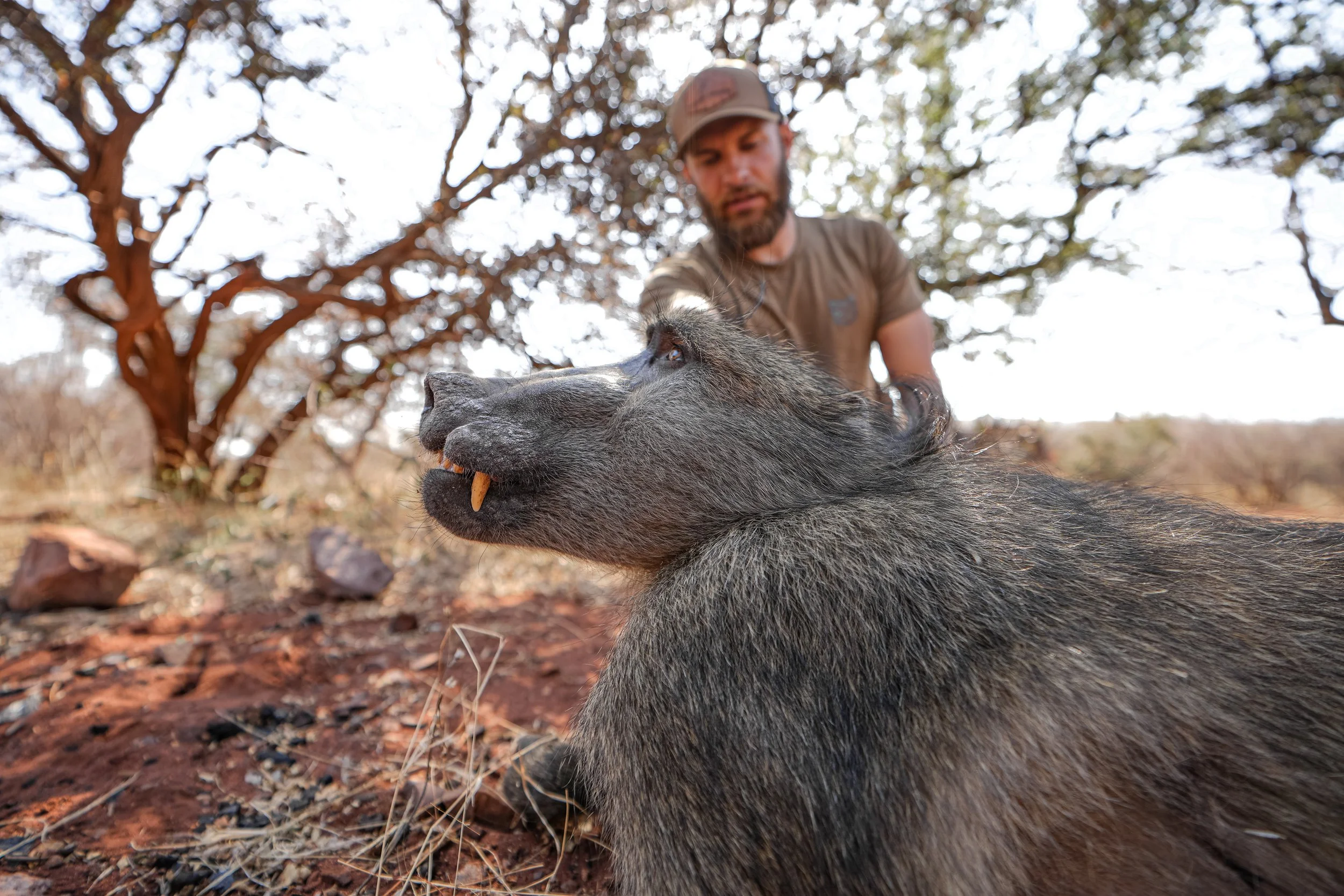 A man in a brown shirt and cap interacts with a warthog in a dry, wooded area.