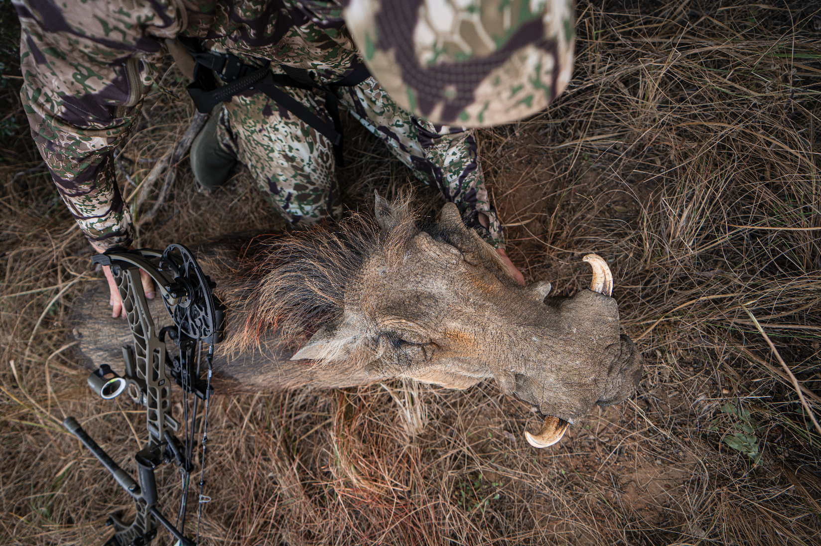 A person dressed in camouflage clothing kneeling in dry grass, holding a large dead warthog with prominent tusks and coarse hair.