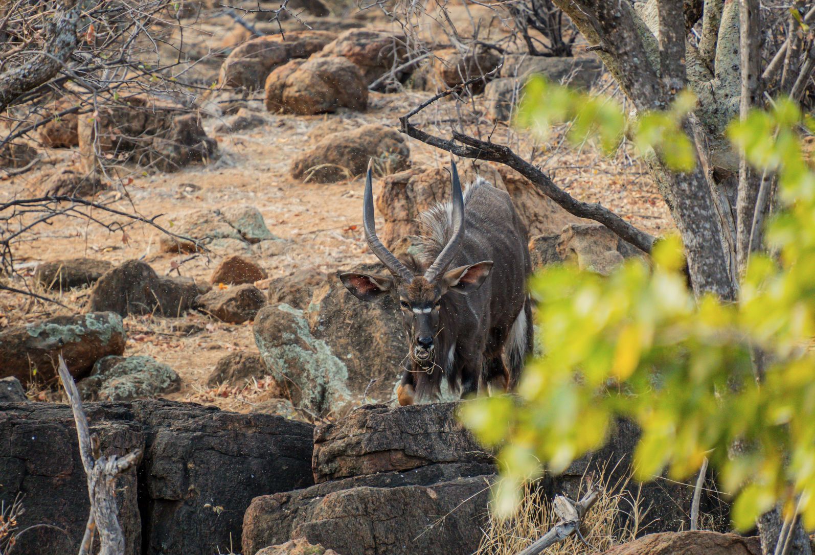 A kudu antelope with twisted horns standing among rocks and dry bushes in a savanna landscape.