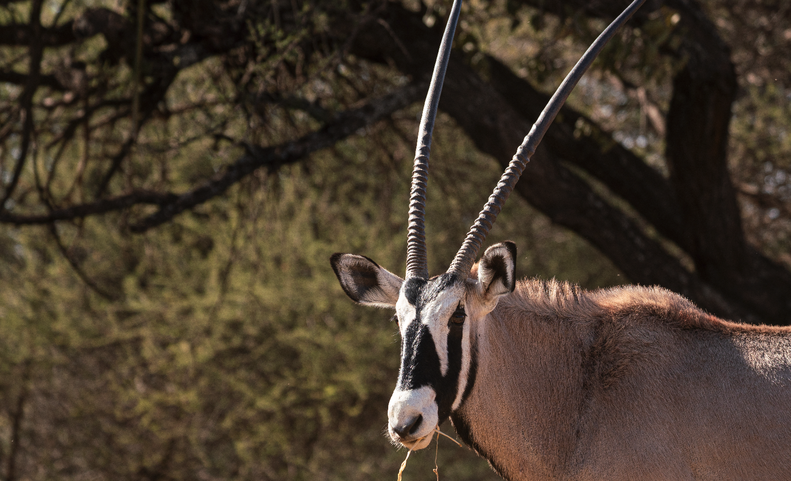 A close-up of an oryx antelope with long, straight, ridged horns, standing outdoors with trees and foliage in the background.