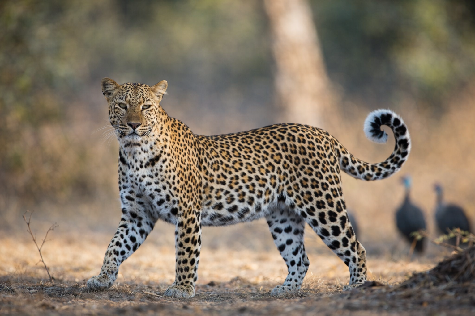A leopard standing on dry ground in a natural setting with blurred trees and two vultures in the background.