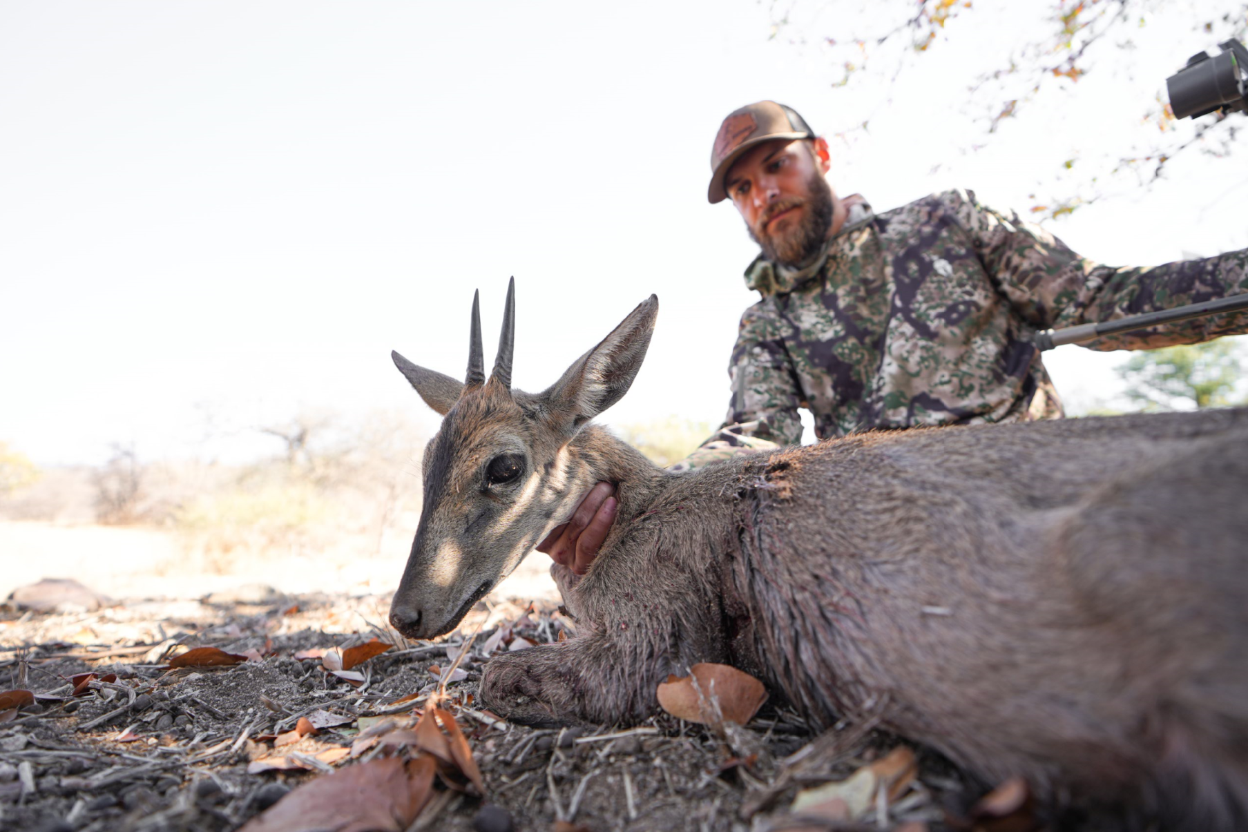A man in camouflage clothing and a cap kneels next to a freshly hunted deer in a wooded outdoor setting, holding it by the neck.