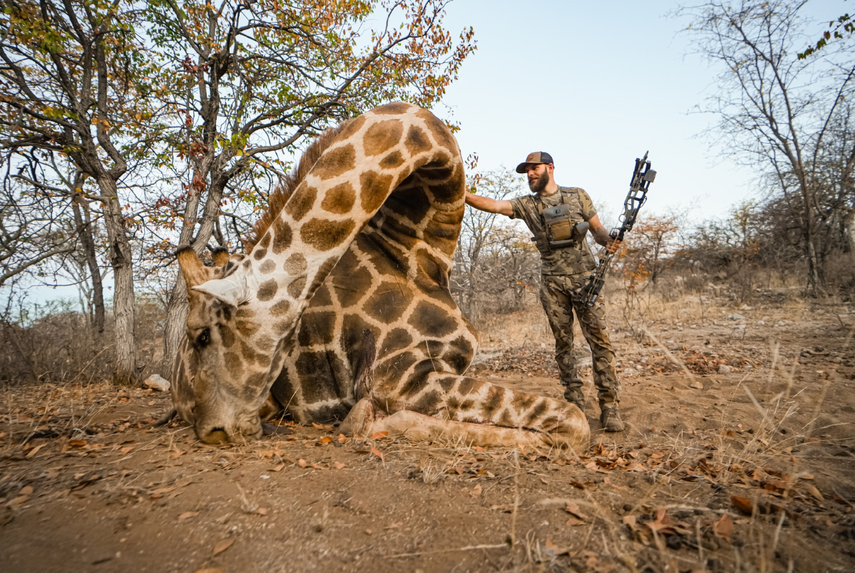 A hunter in camouflage clothes standing beside a kneeling giraffe in a dry, leafless forest, holding a bow.