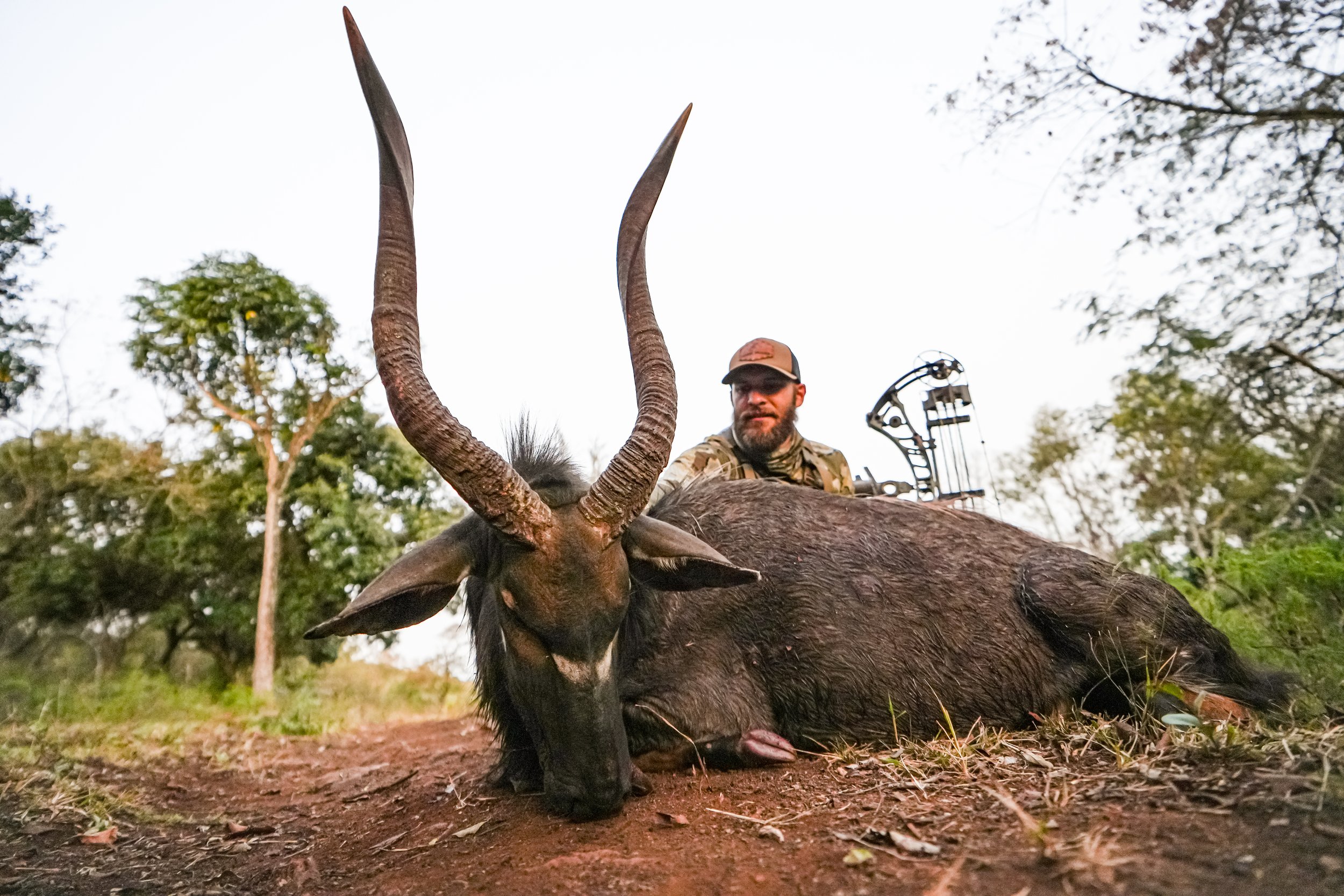 A man in outdoor gear sitting on a fallen antelope with large horns, in a wooded area.