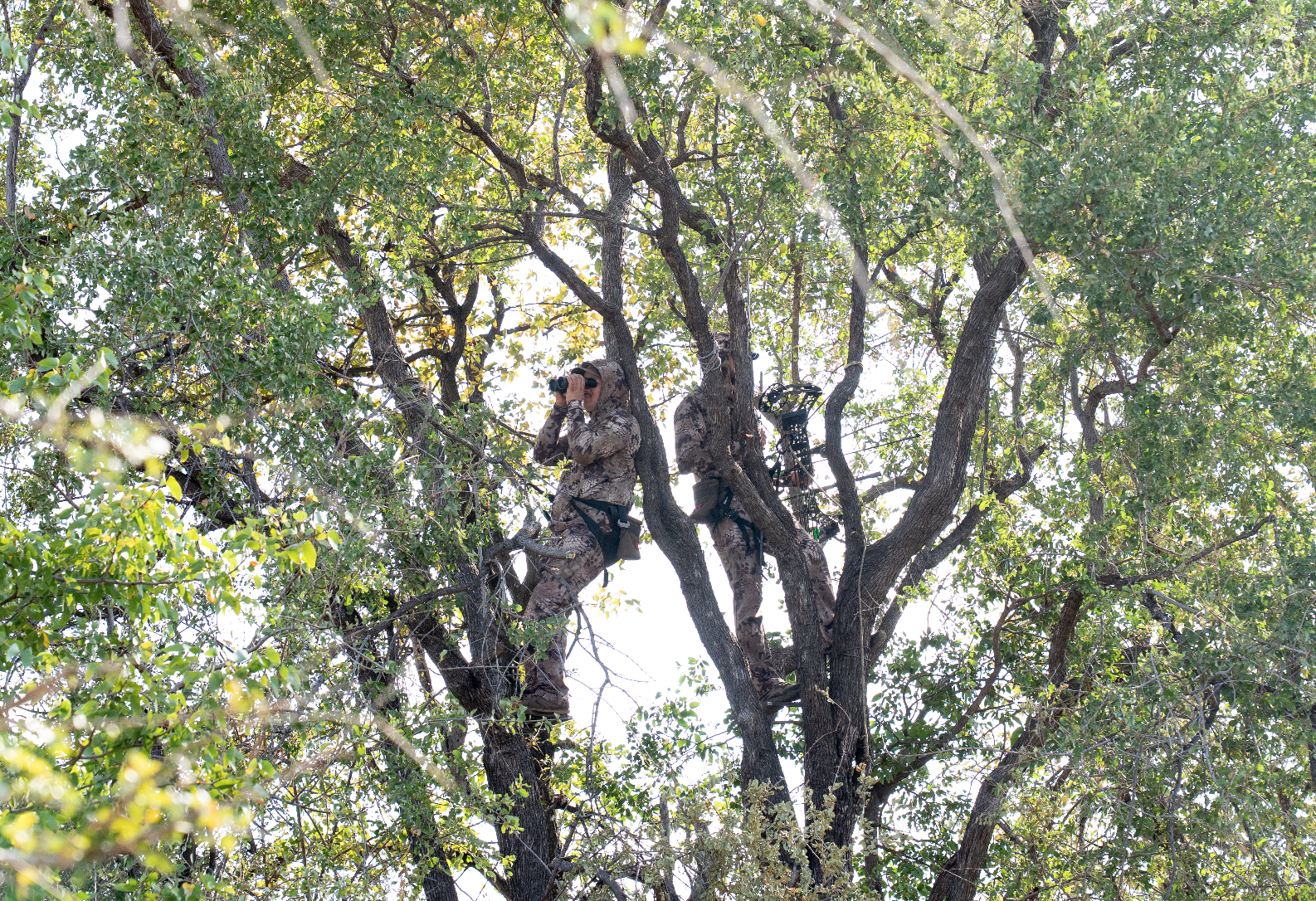 Two hunters in camouflage climbing and sitting in a tall tree, one looking through binoculars, surrounded by dense green foliage, during daytime.