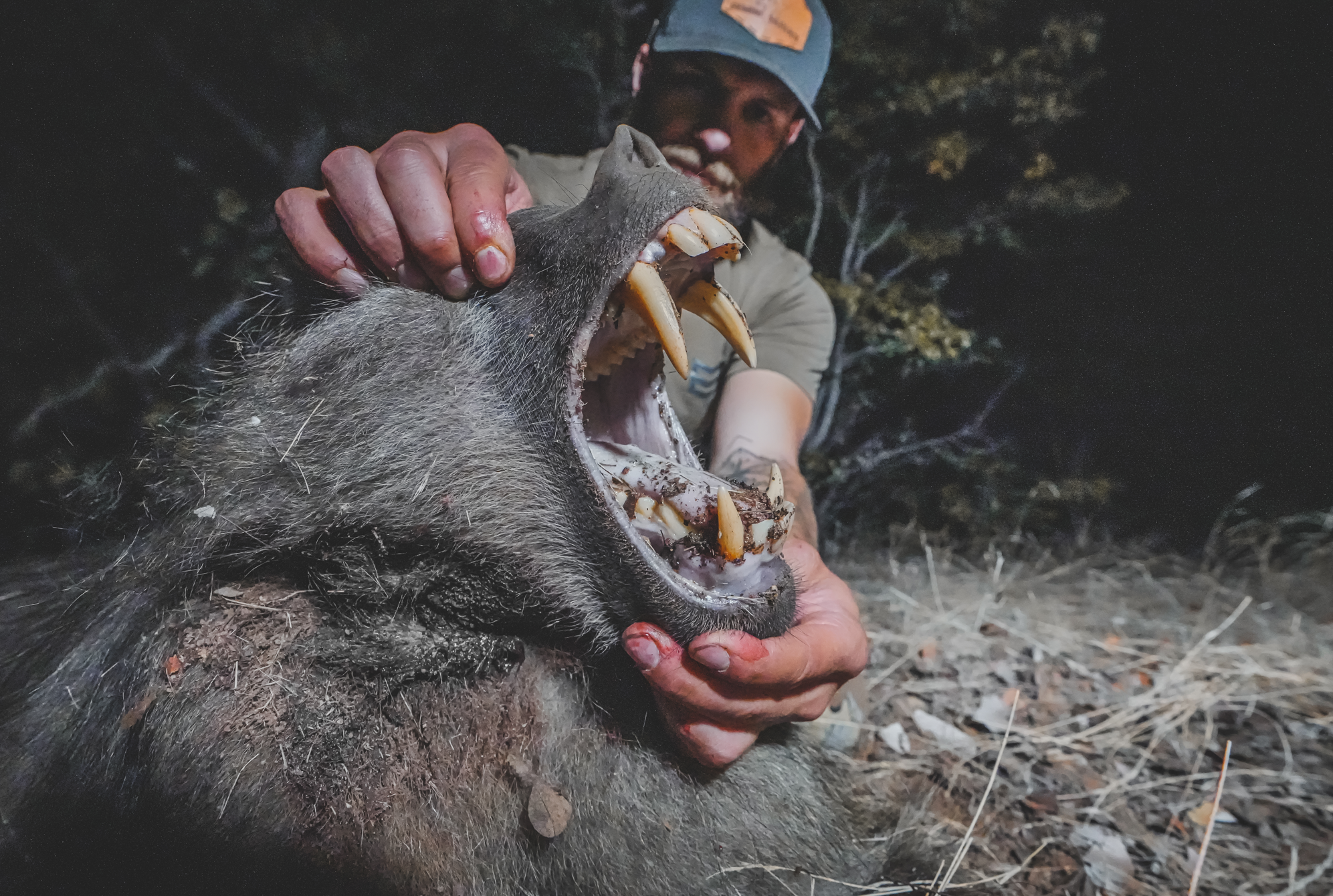 A person holding a wild boar's open mouth, showing large sharp teeth and tusks, outdoors at night.
