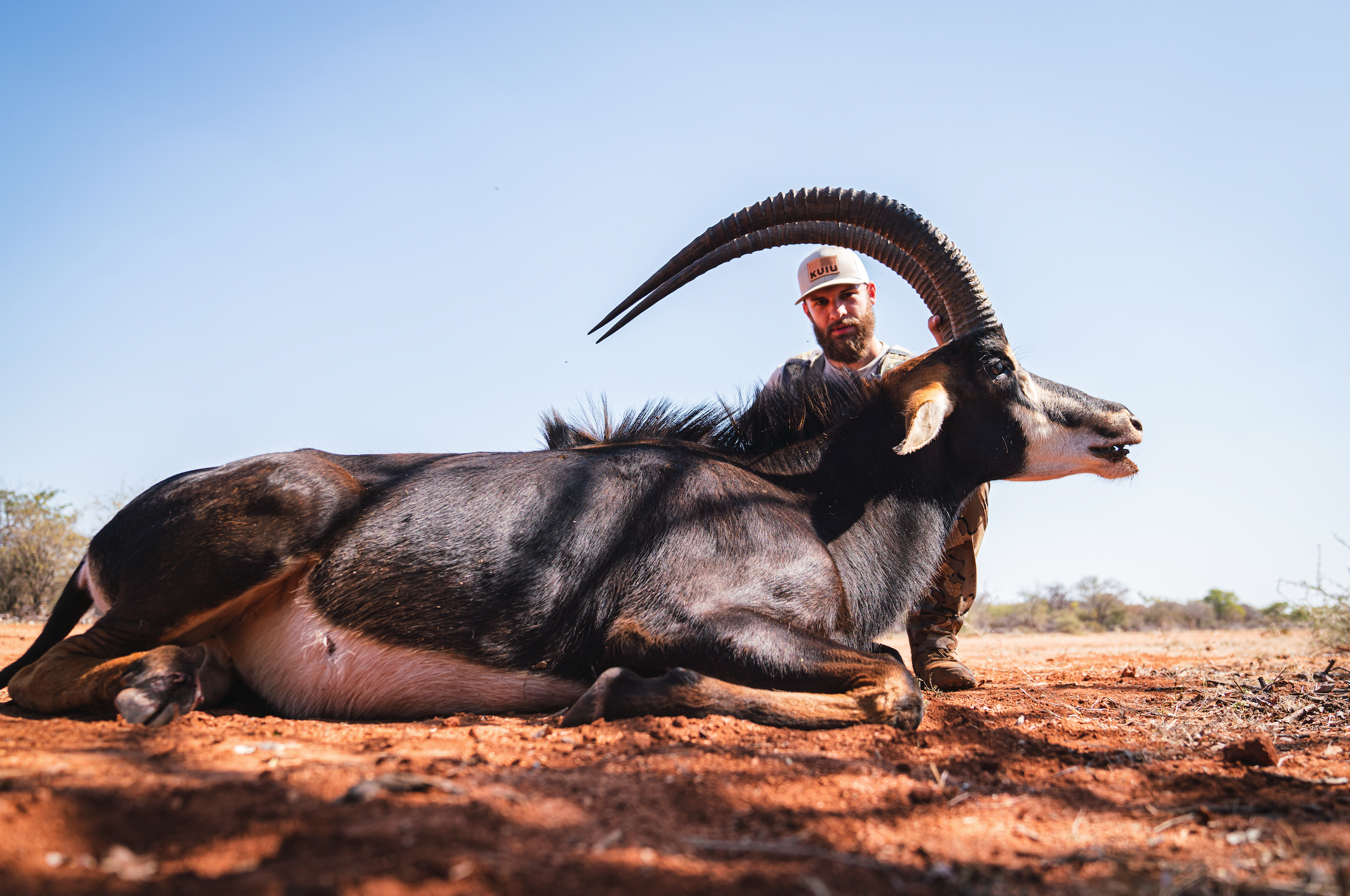 A man in outdoor clothing kneeling next to a large sitting sable antelope with long, curved horns in a dry, open landscape under a clear blue sky.