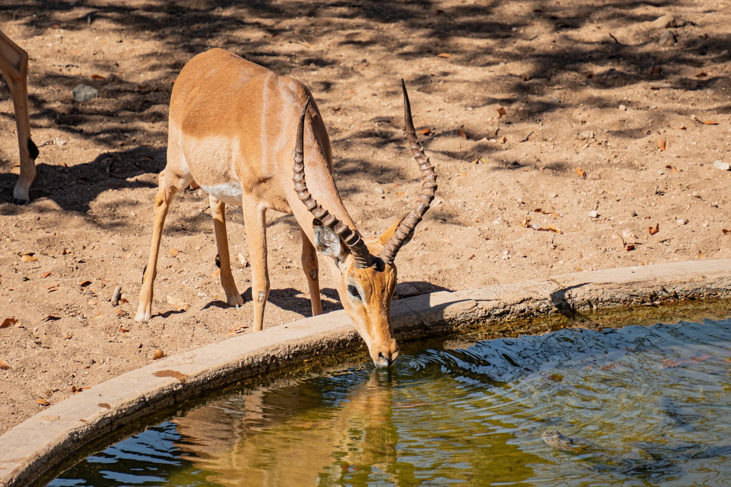 A gazelle drinking water from a pond.