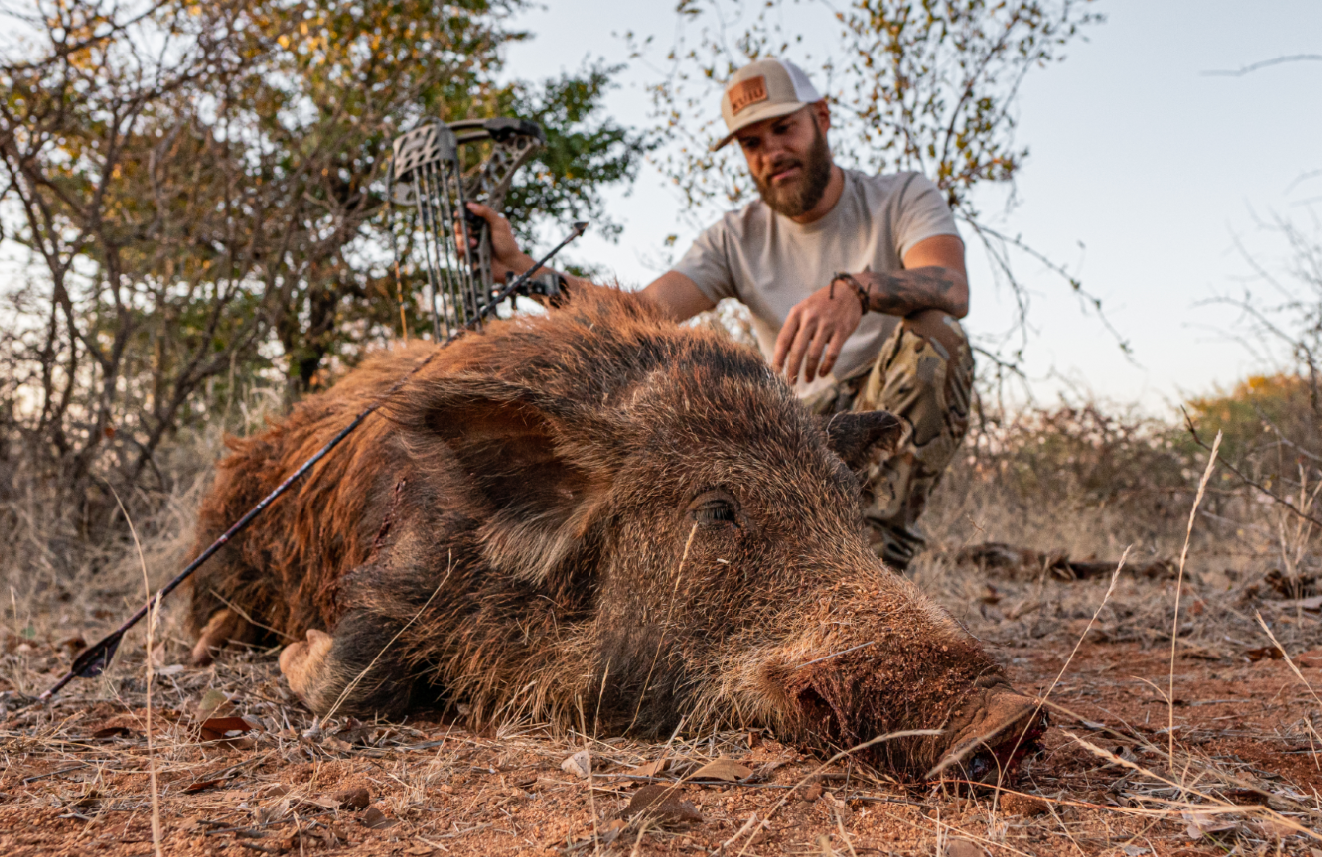 A man kneeling next to a dead wild boar on the ground, holding a bow, in a dry, wooded area.