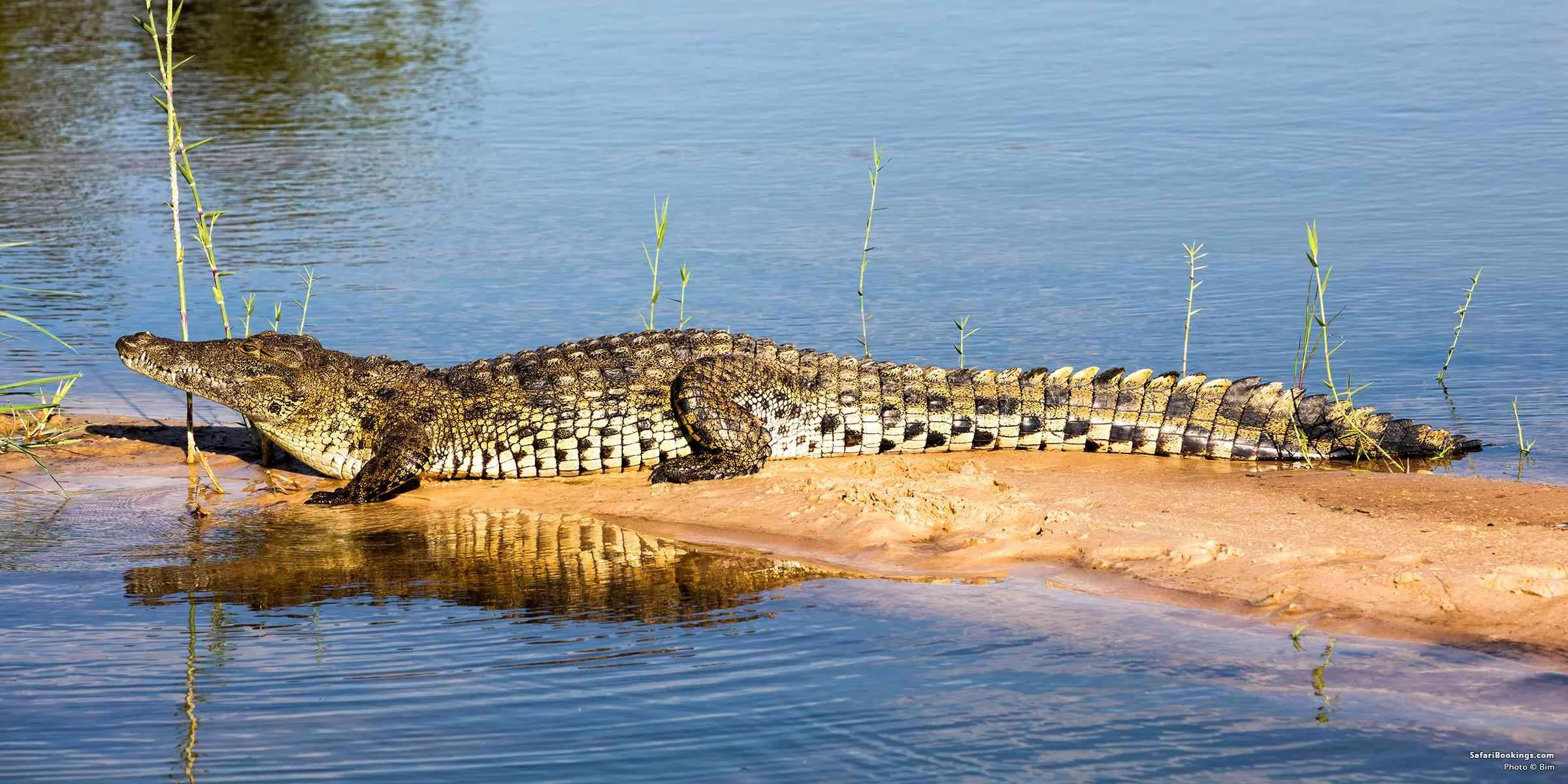 A crocodile lying on a sandy bank near the water, with some green plants around it.