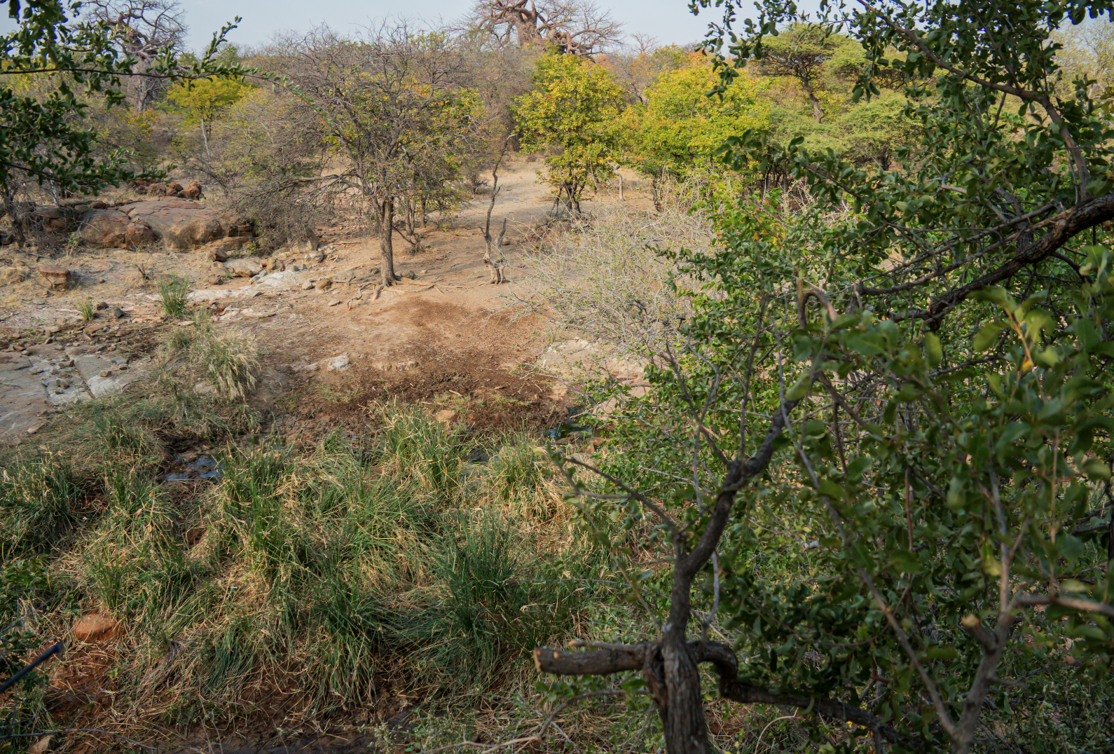 Dry, rocky landscape with sparse trees and green bushes, some of the trees have yellowing leaves, and a small creek or water path in a semi-arid environment.