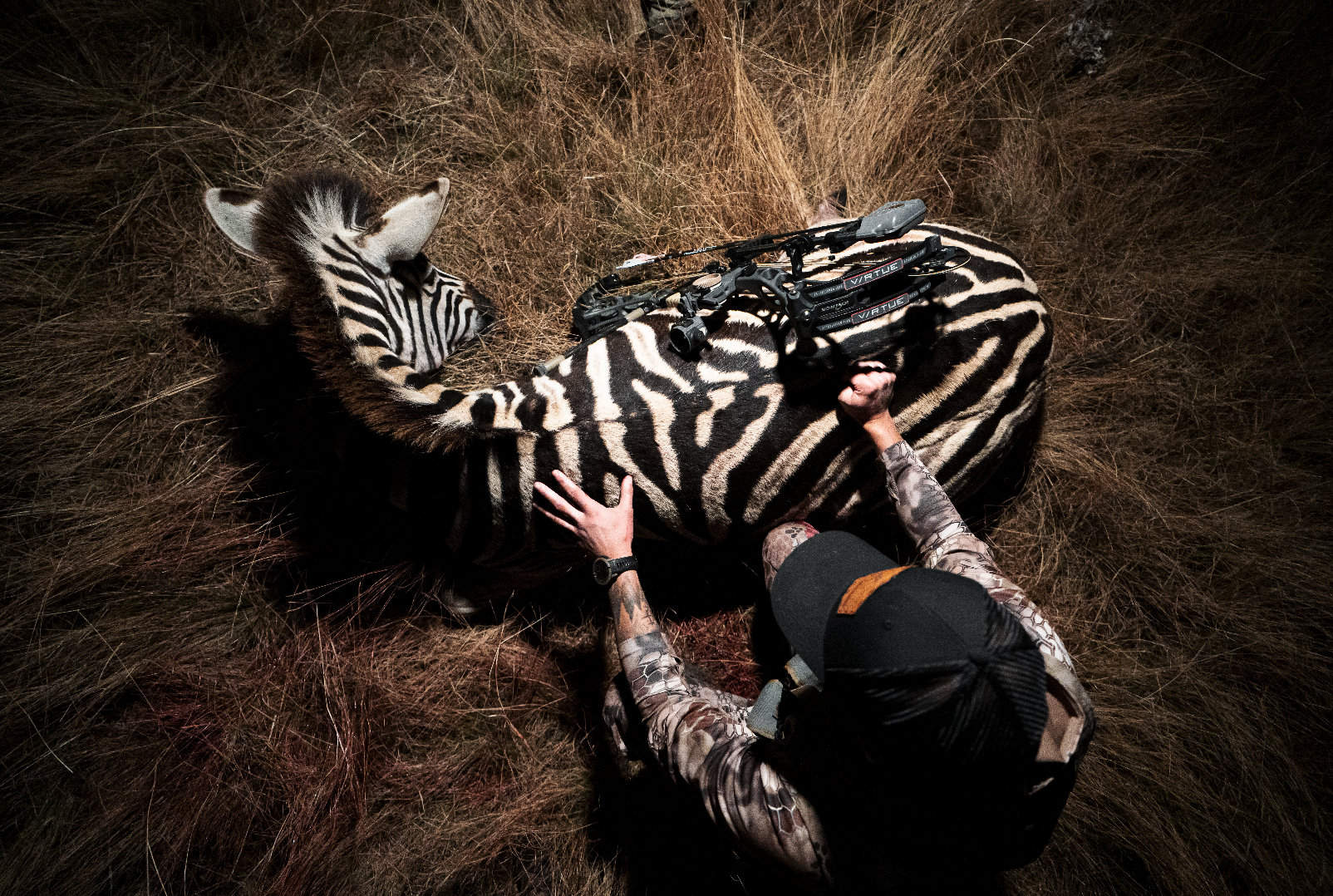 A person in camouflage clothing kneels beside a sleeping zebra with a bow and arrow on its back, in tall dry grass at night.