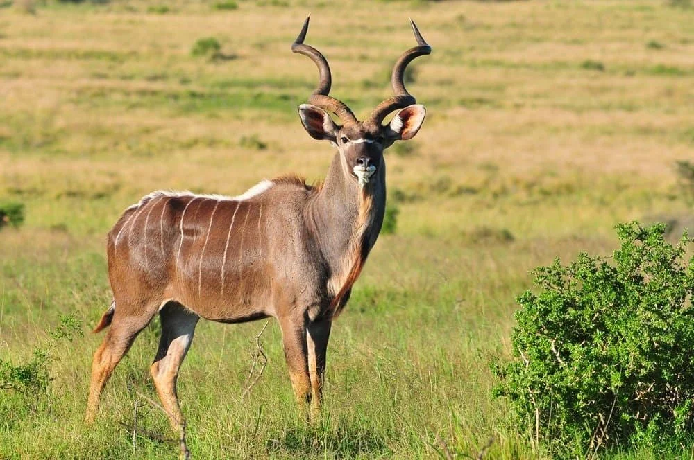 A kudu standing in a grassy plain with shrubs and distant trees, showcasing long twisted horns and brown coat with white markings.