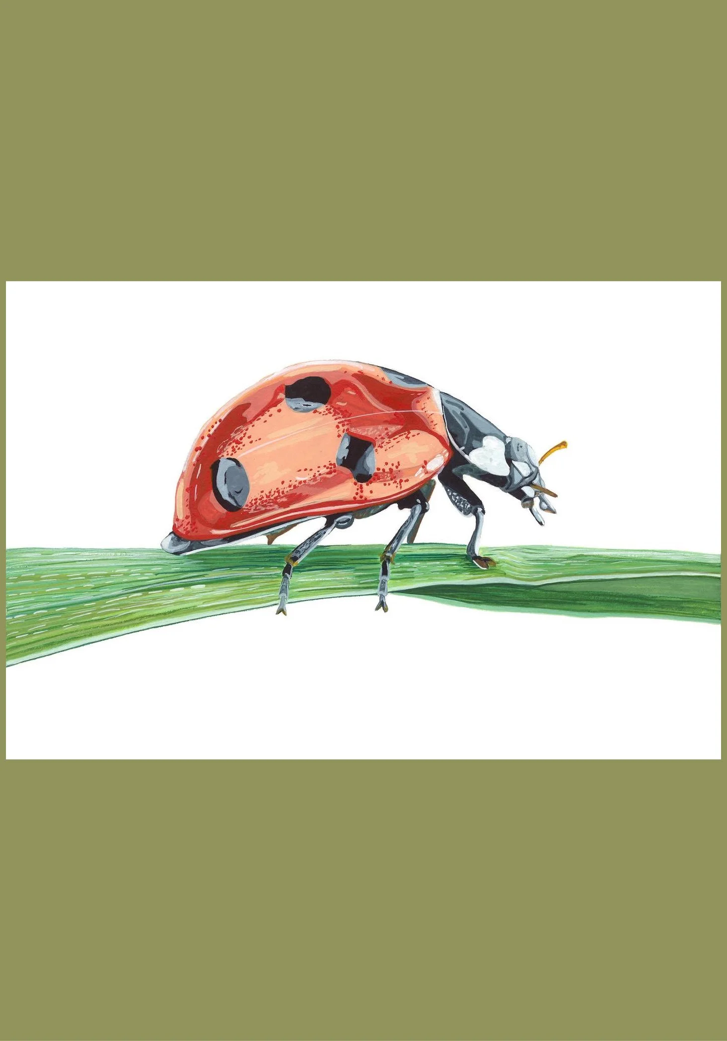 Ladybug vertical aspect ratio.jpg