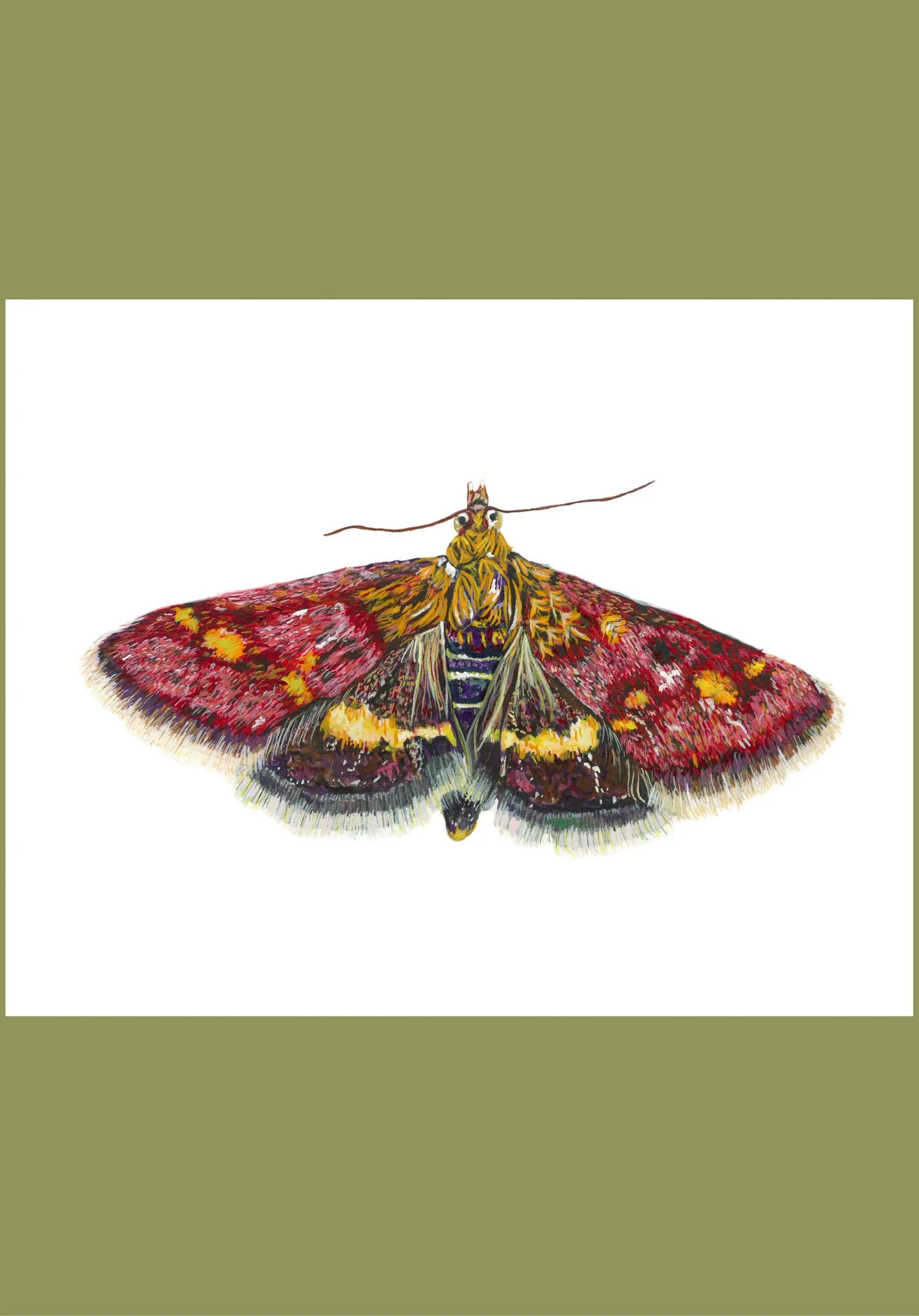 Volupial Mint Moth vertical aspect ratio.jpg