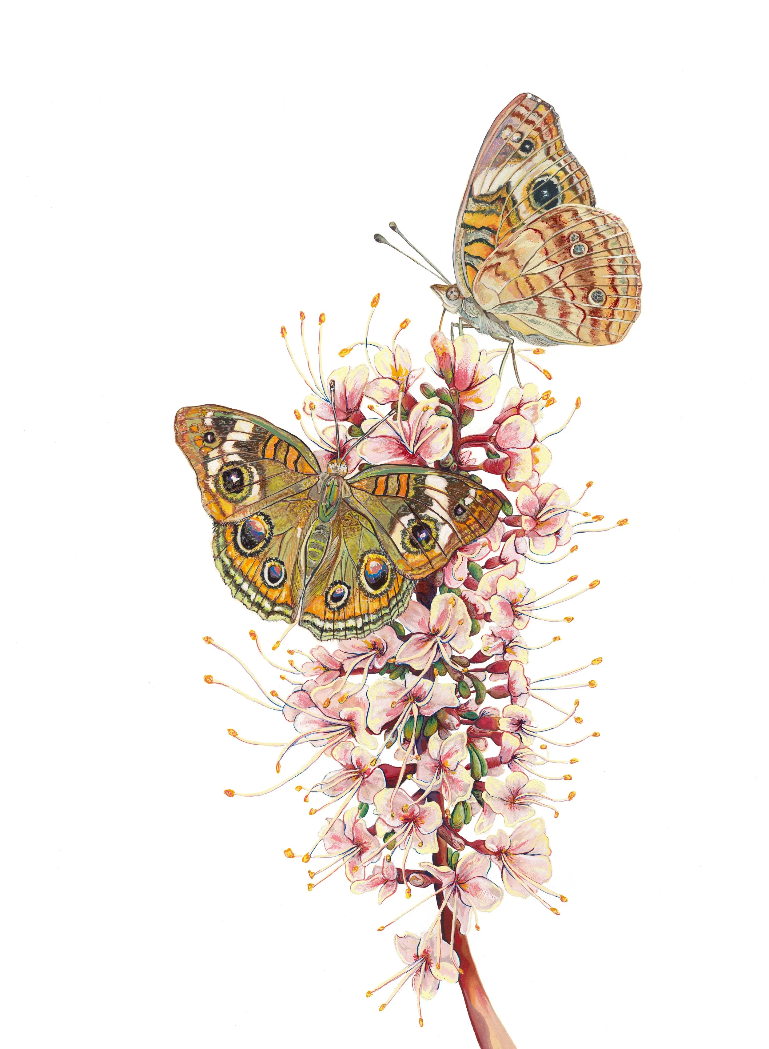 Common Buckeye Buttefly on Common Buckeye .jpg