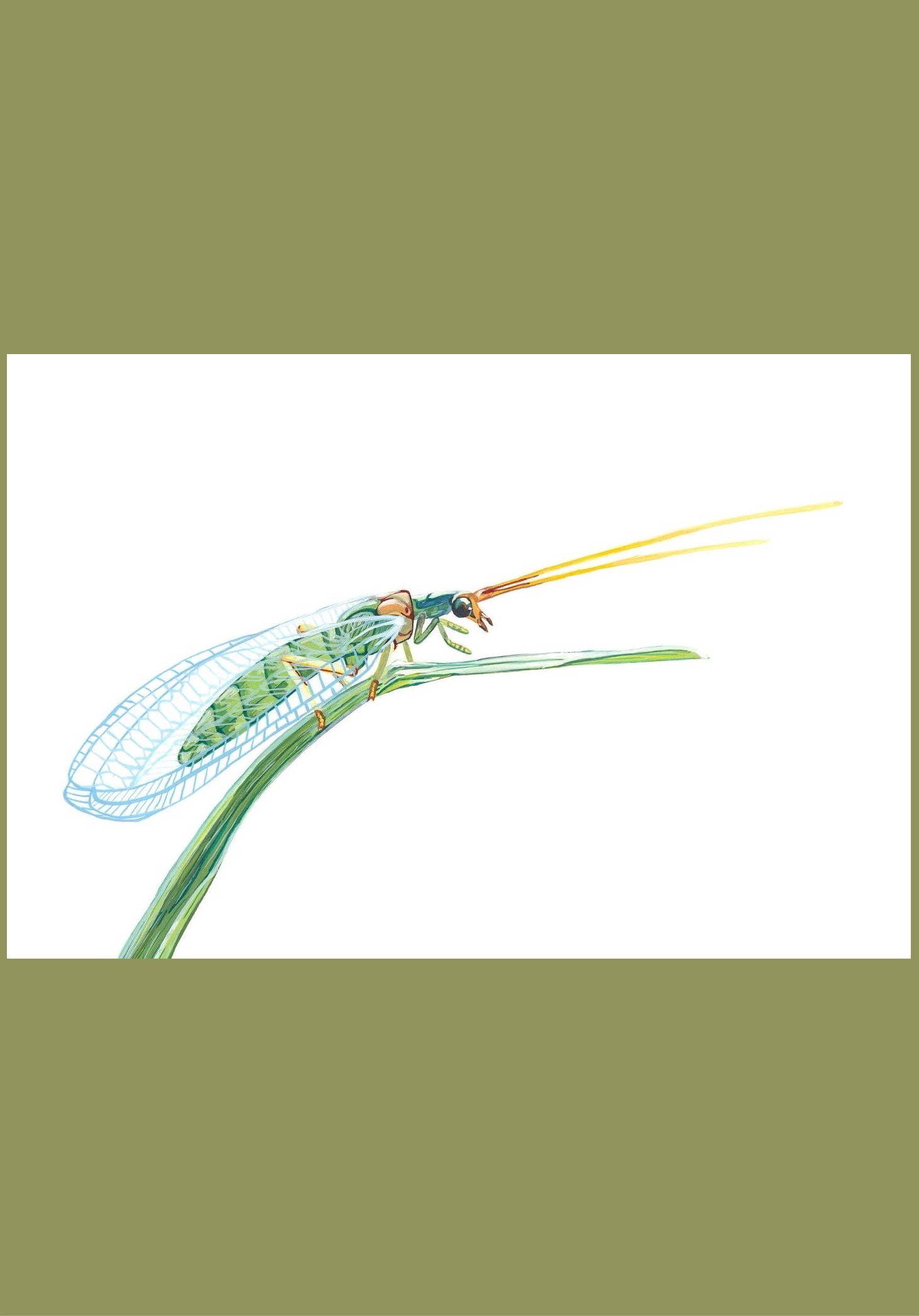Lacewing vertical aspect ratio.jpg