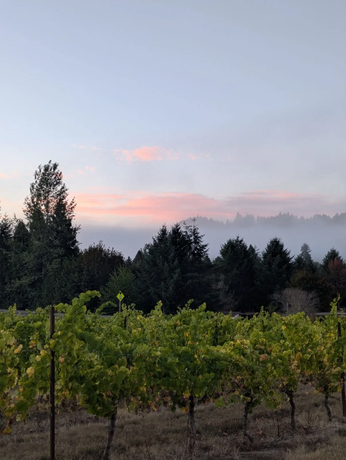 Augustin Vineyard